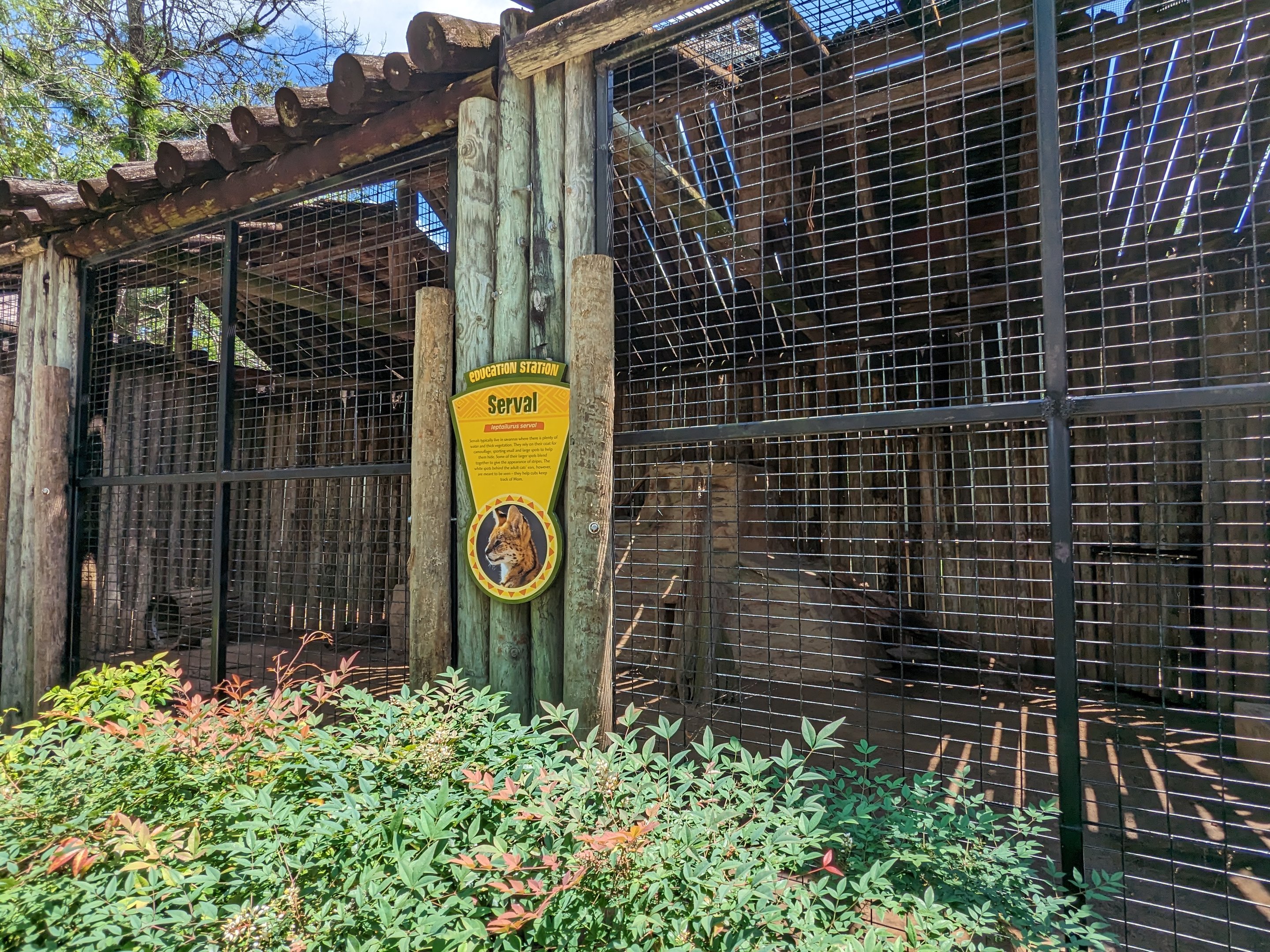 Giraffe overlook - serval