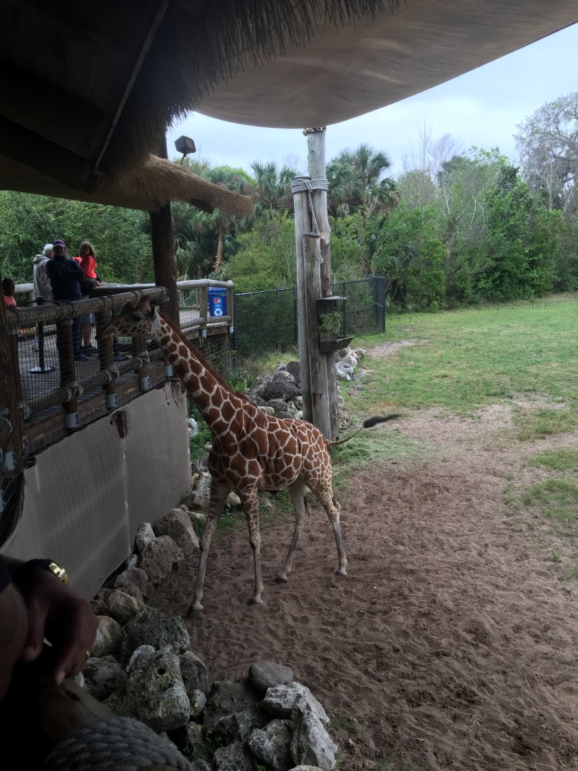 Giraffe Overlook