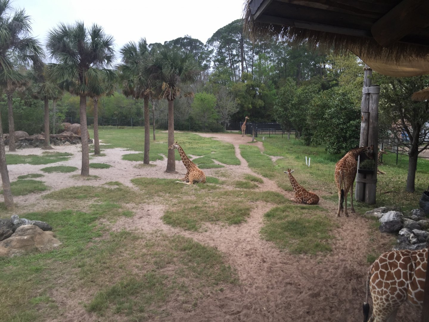 Giraffe Overlook