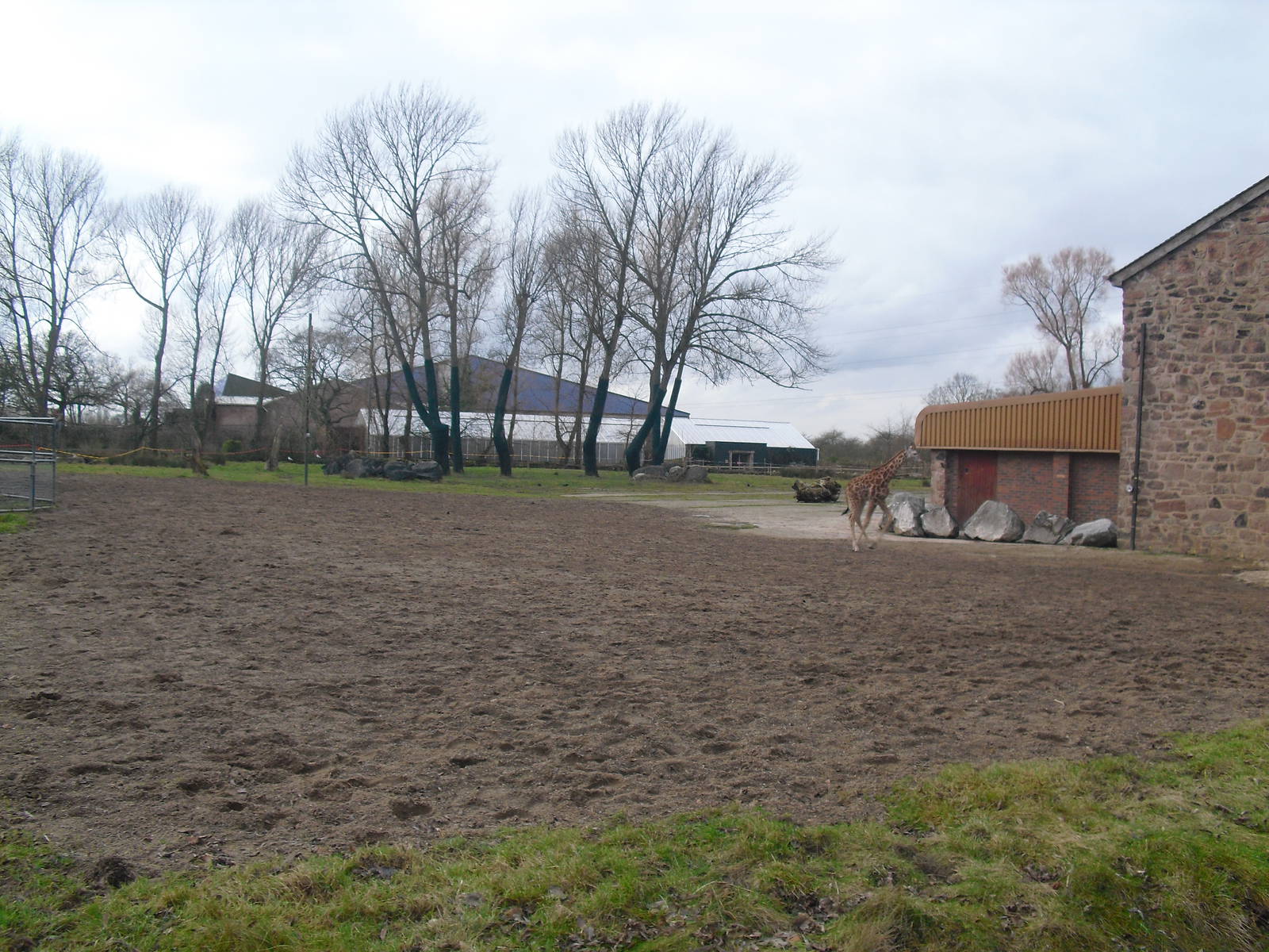 Giraffe Paddock - 16/02/2011