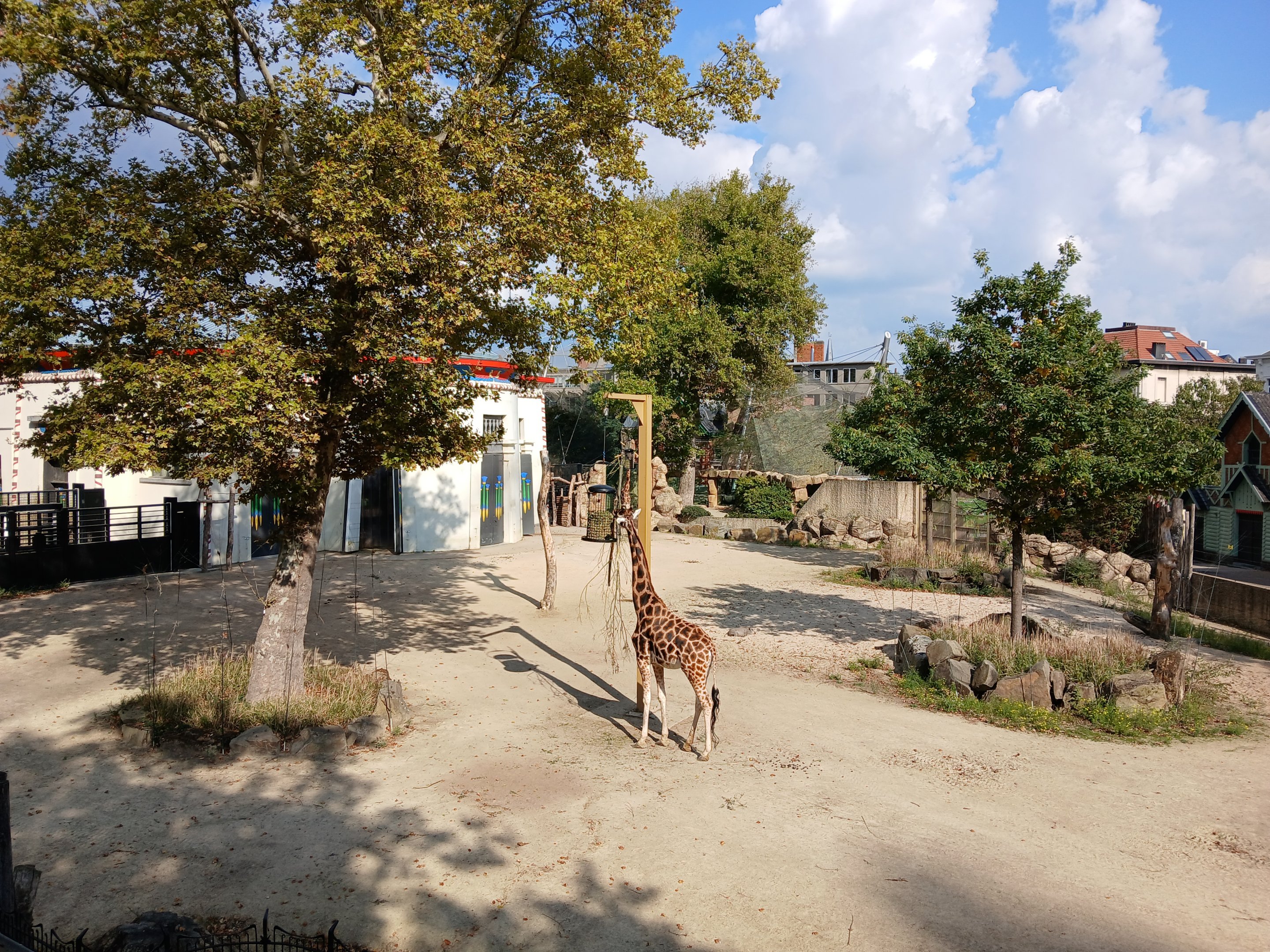 Giraffe paddock (30th September 2025)