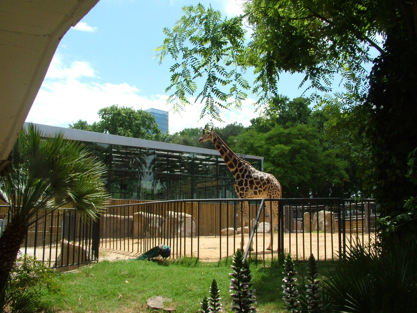 Giraffe Paddock and Elephant House at Barcelona, 30/05/11