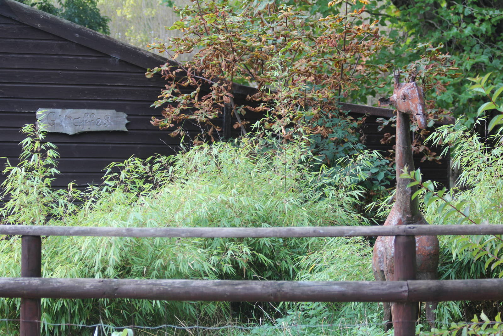 Giraffe paddock and house ;)