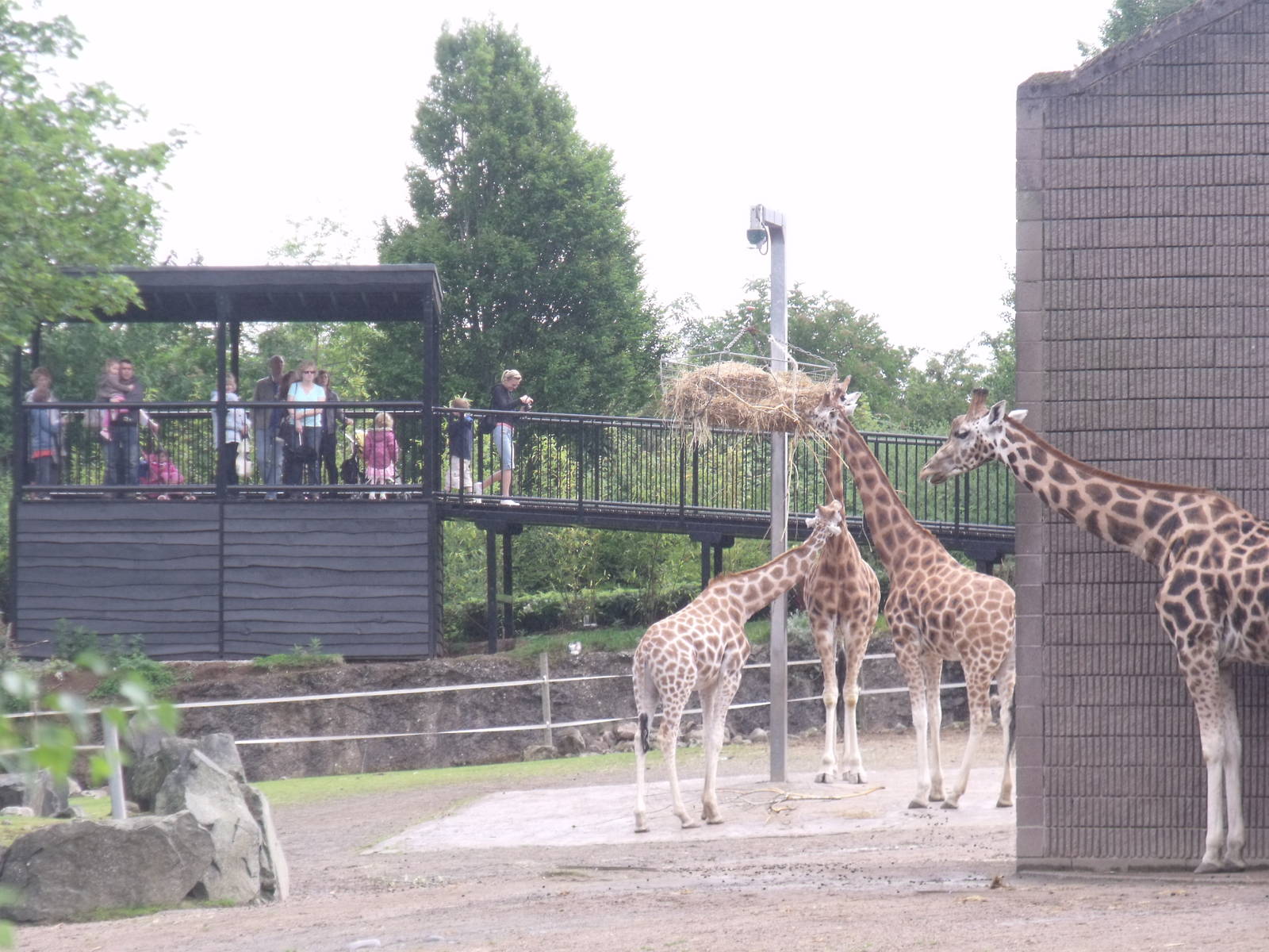 Giraffe Paddock and new viewing platform