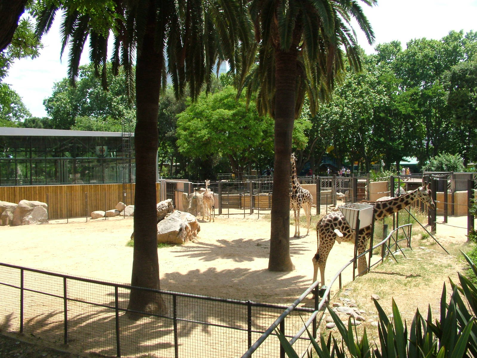 Giraffe Paddock at Barcelona, 30/05/11