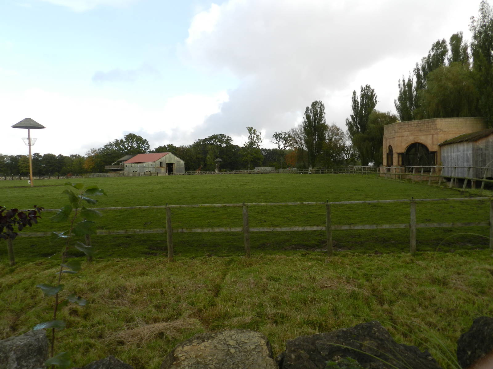 Giraffe Paddock at Flamingo Land - 14/10/2012