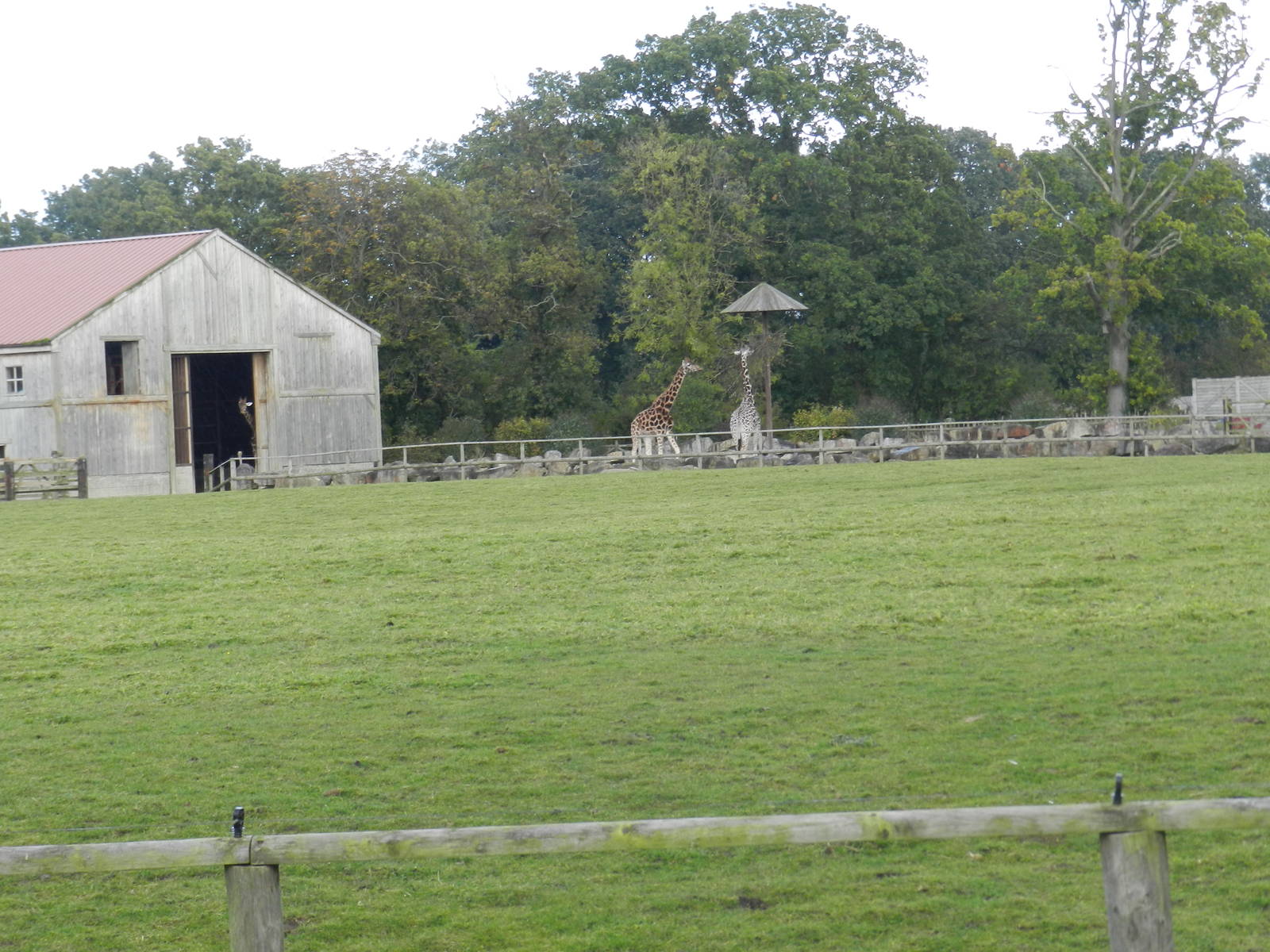 Giraffe Paddock at Flamingo Land - 14/10/2012