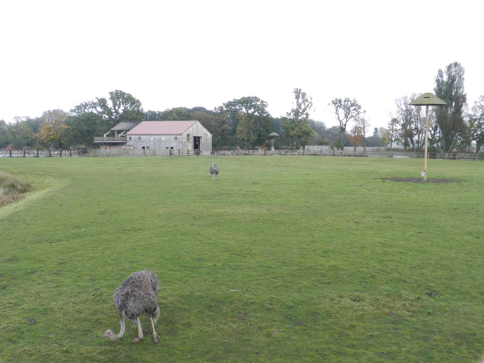 Giraffe Paddock at Flamingo Land - 14/10/2012