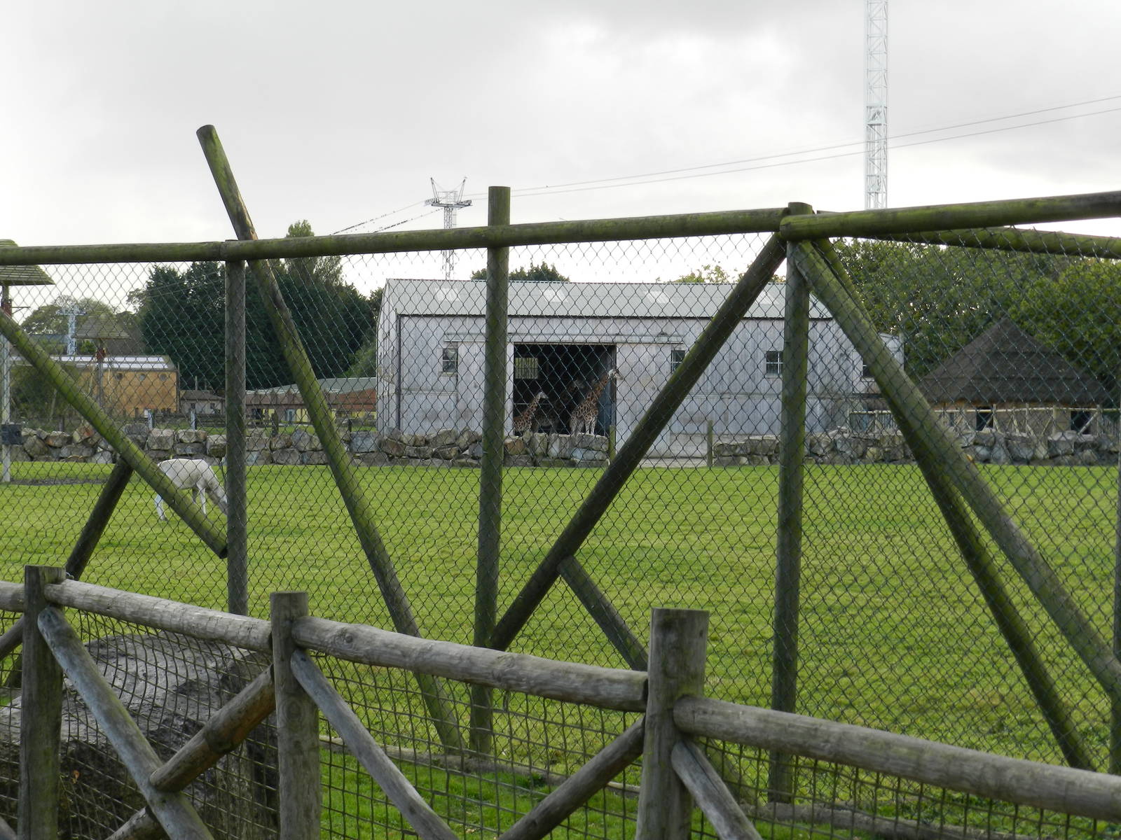 Giraffe Paddock at Flamingo Land - 14/10/2012