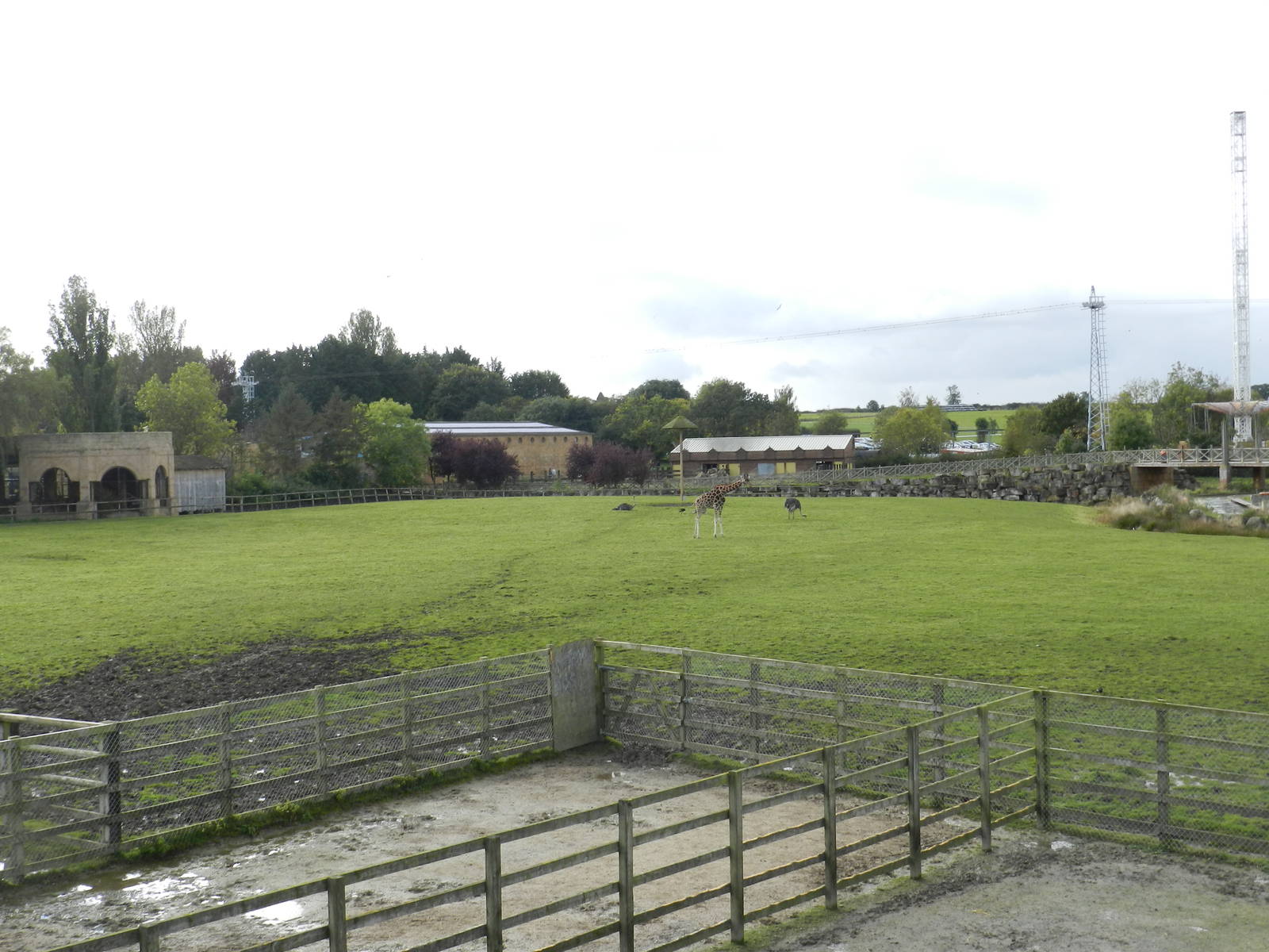 Giraffe Paddock at Flamingo Land - 14/10/2012