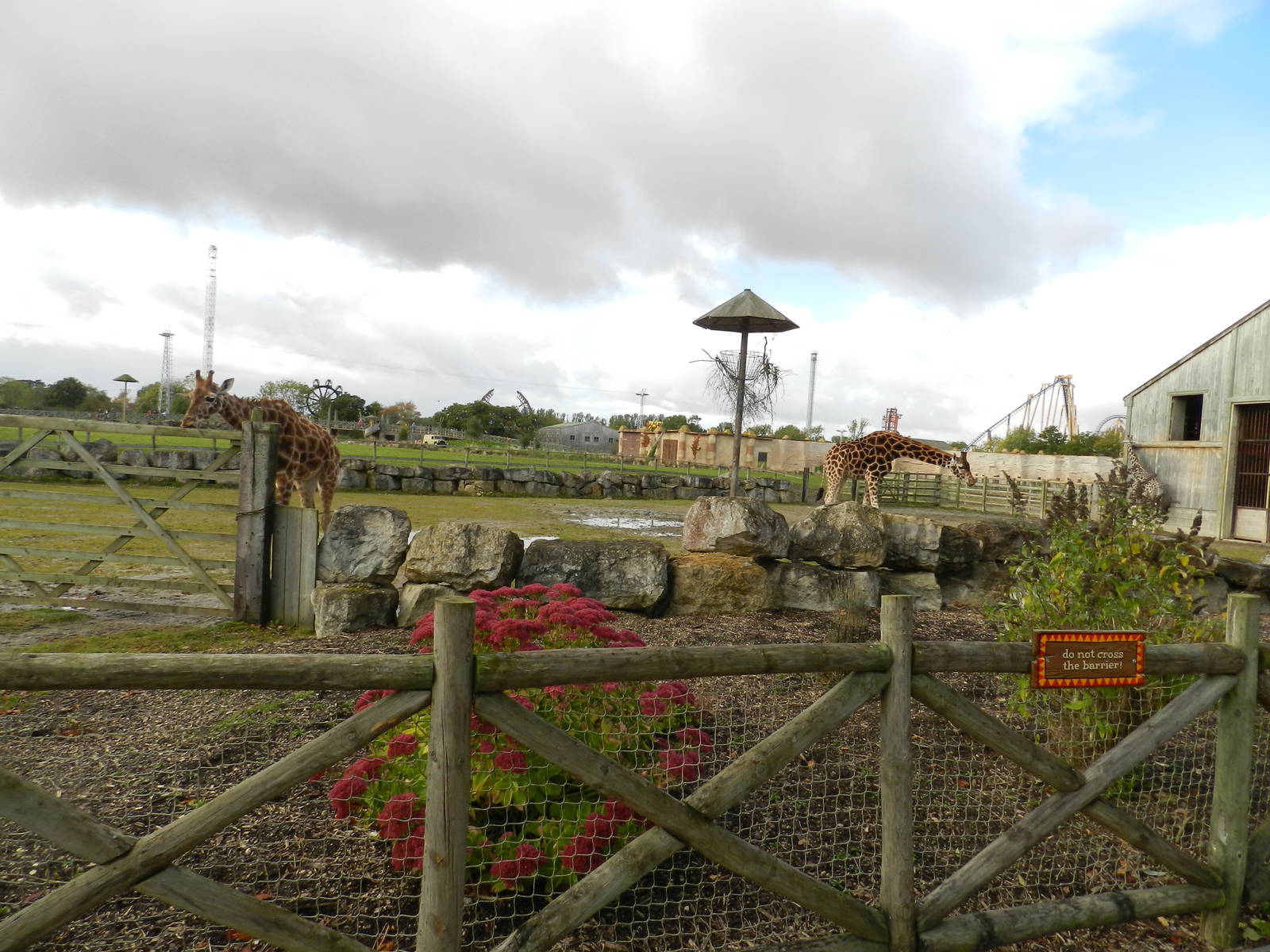 Giraffe Paddock at Flamingo Land - 14/10/2012