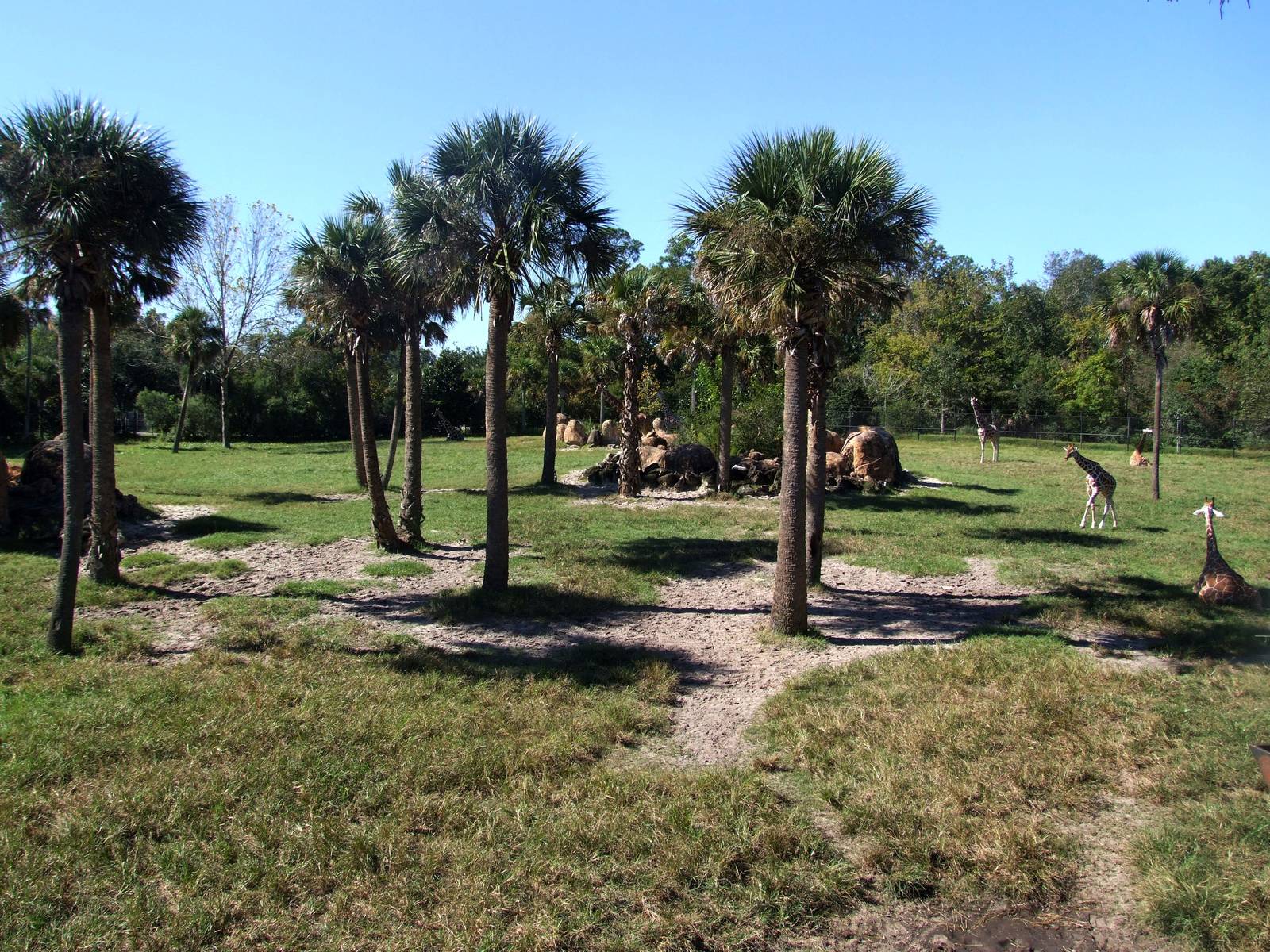 Giraffe Paddock at Jacksonville, 10/10/13