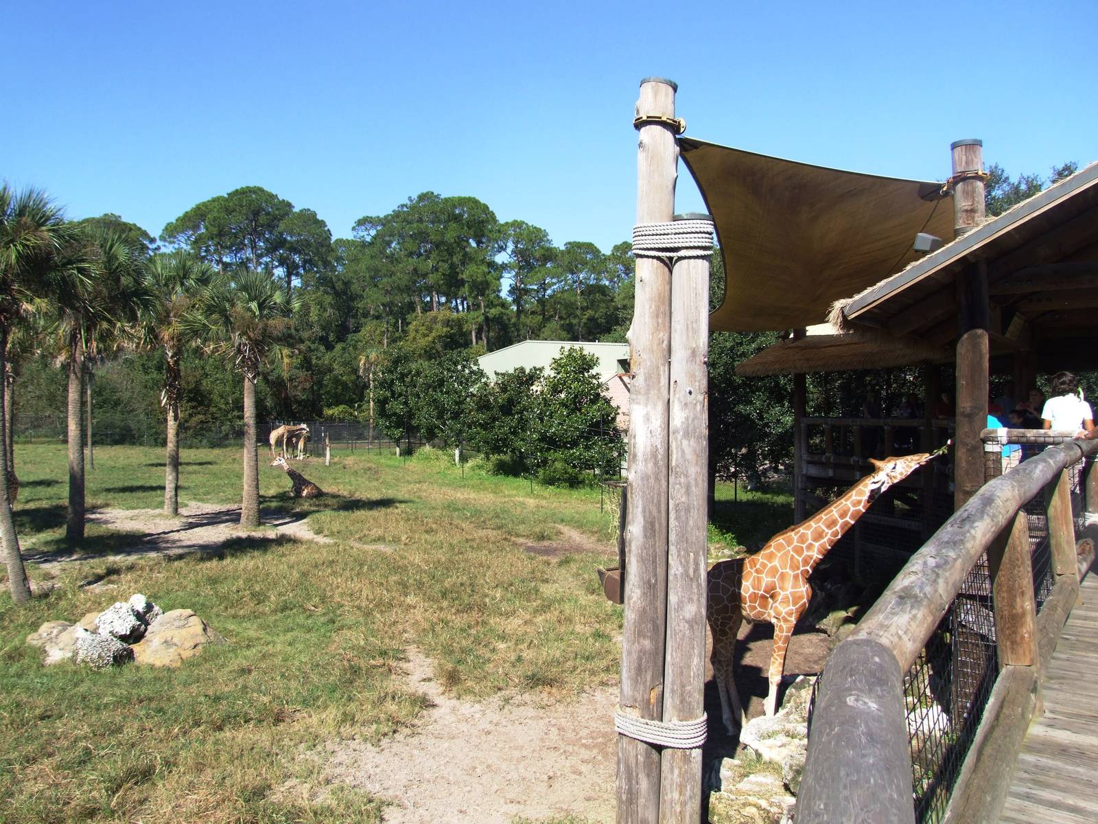 Giraffe Paddock at Jacksonville, 10/10/13