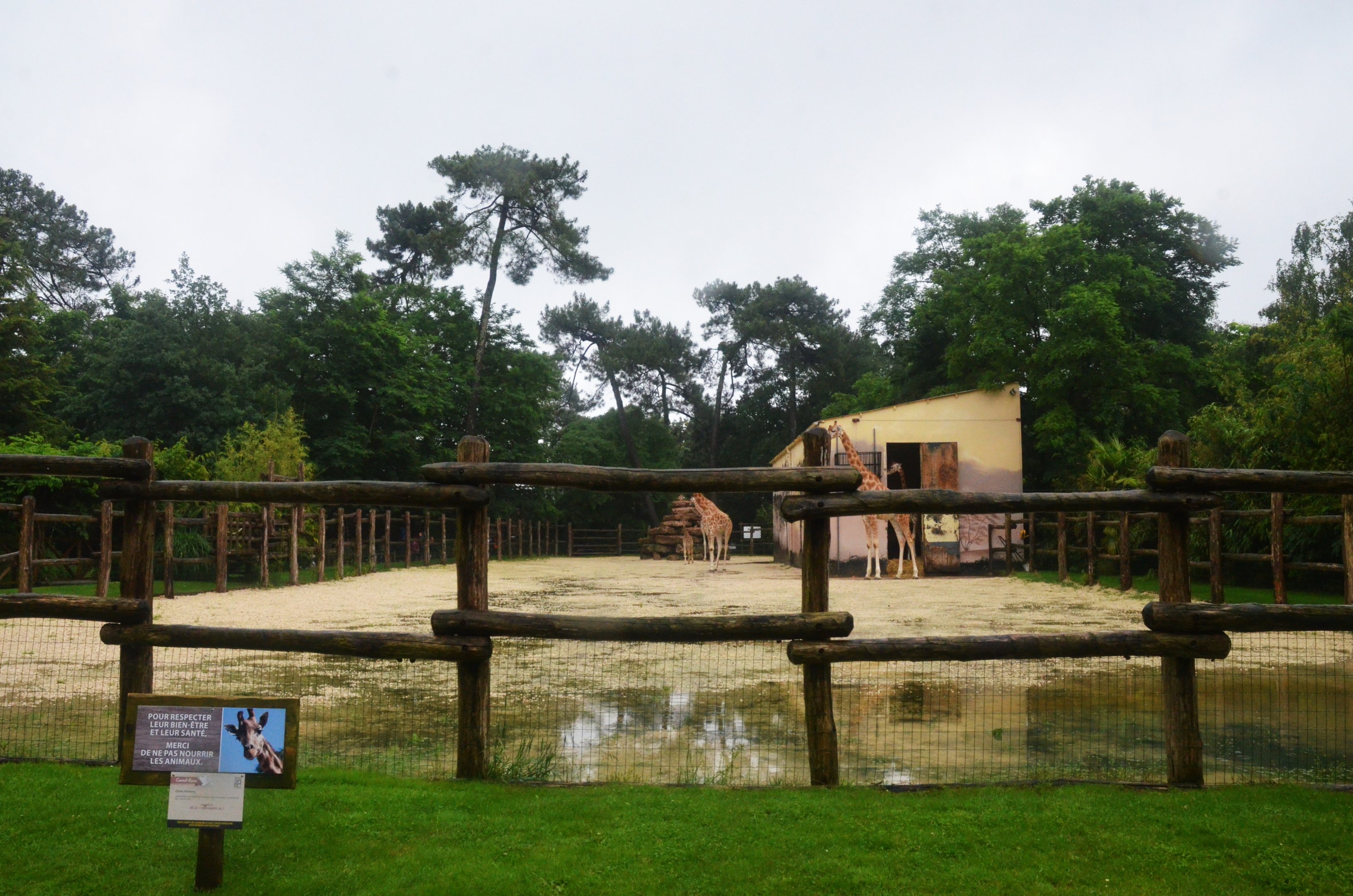 Giraffe Paddock at La Flèche, 11/06/18