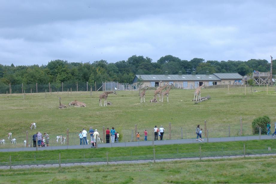 Giraffe Paddock at Marwell, Summer 2007