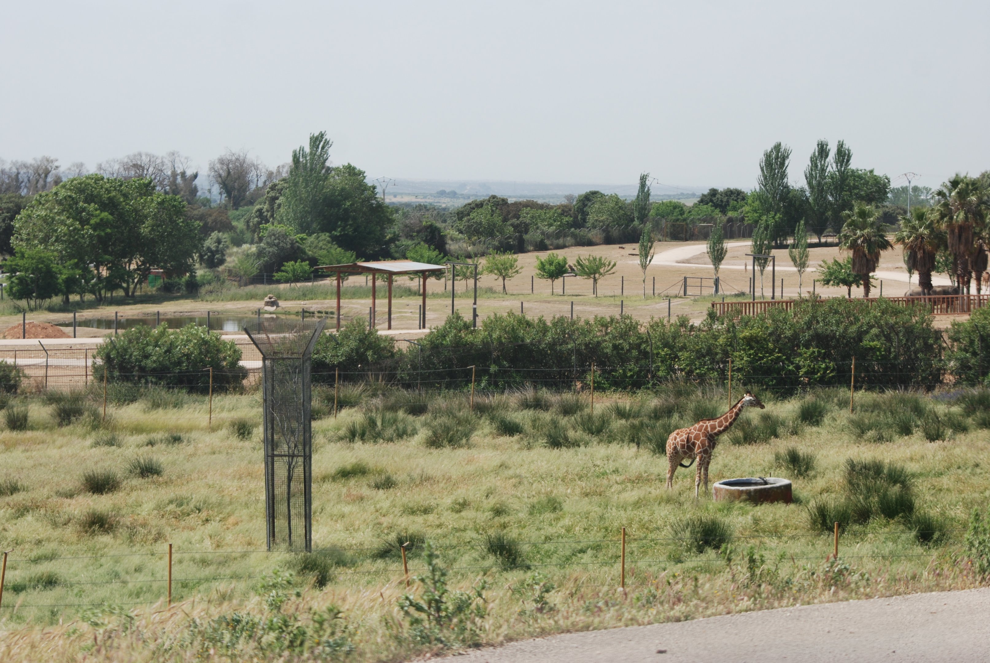 Giraffe Paddock at Safari Madrid, 19th May 2022
