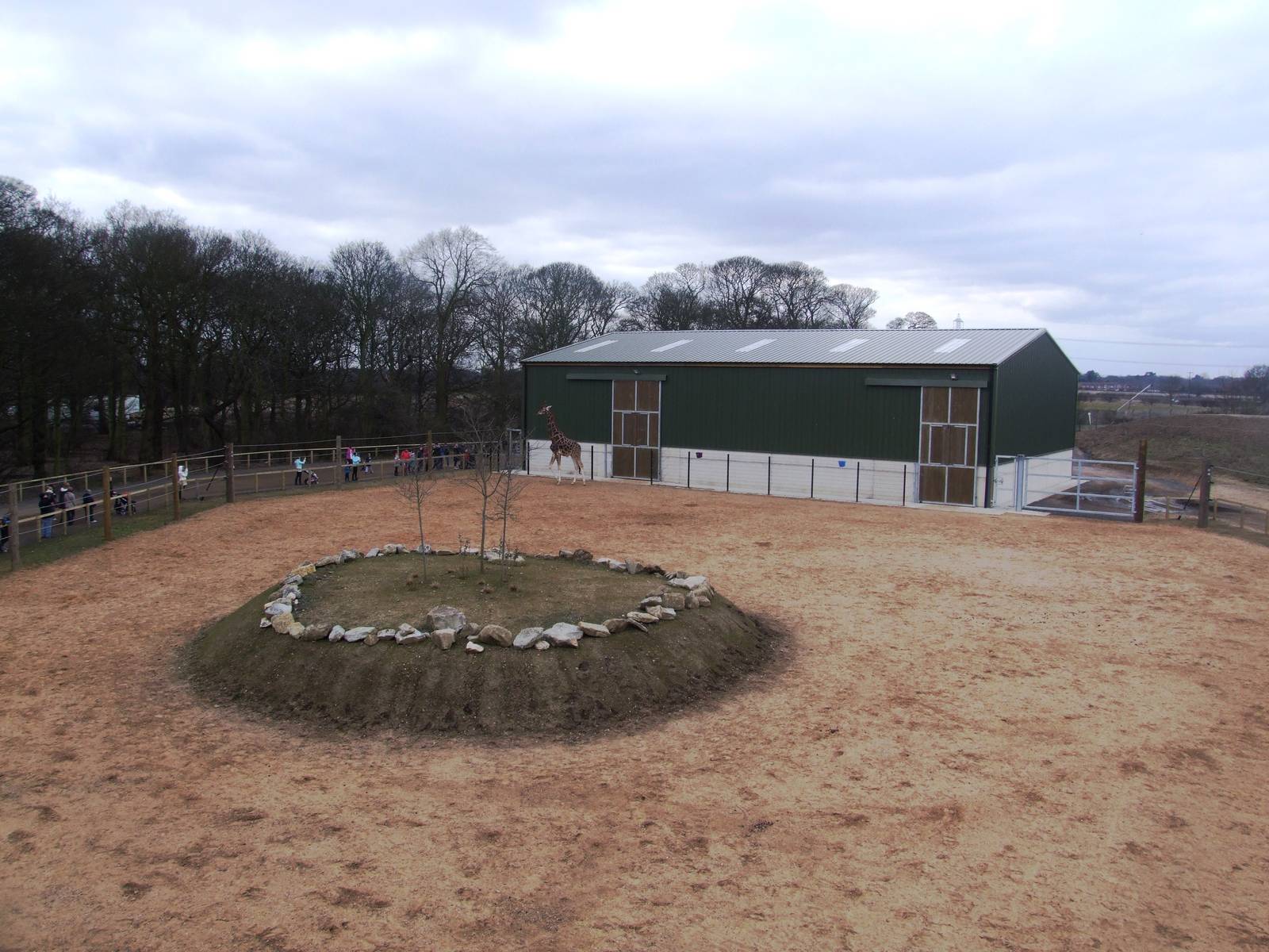Giraffe Paddock at Yorkshire WP, 01/04/13