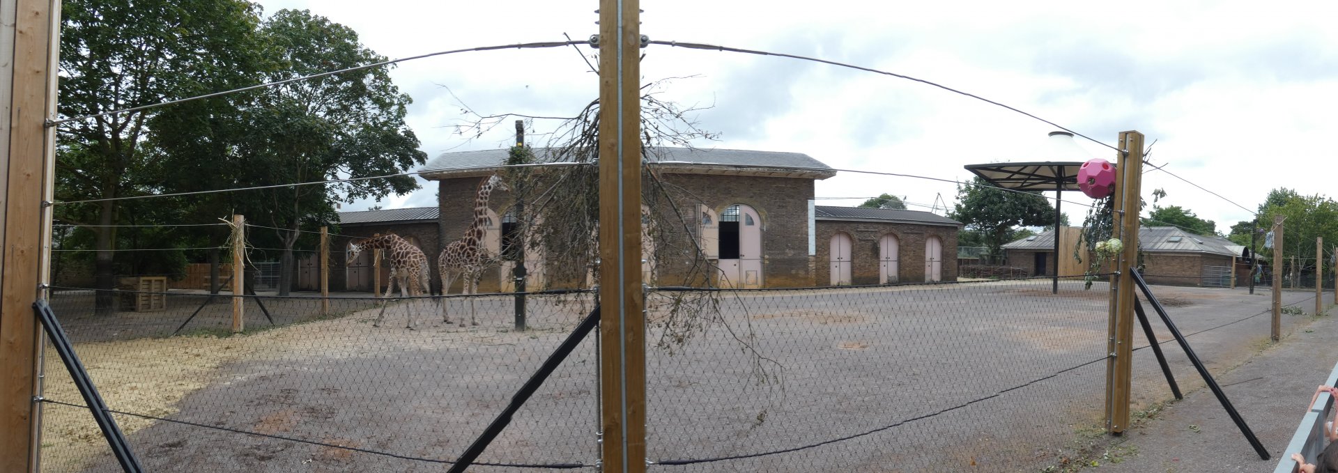 Giraffe paddock panorama