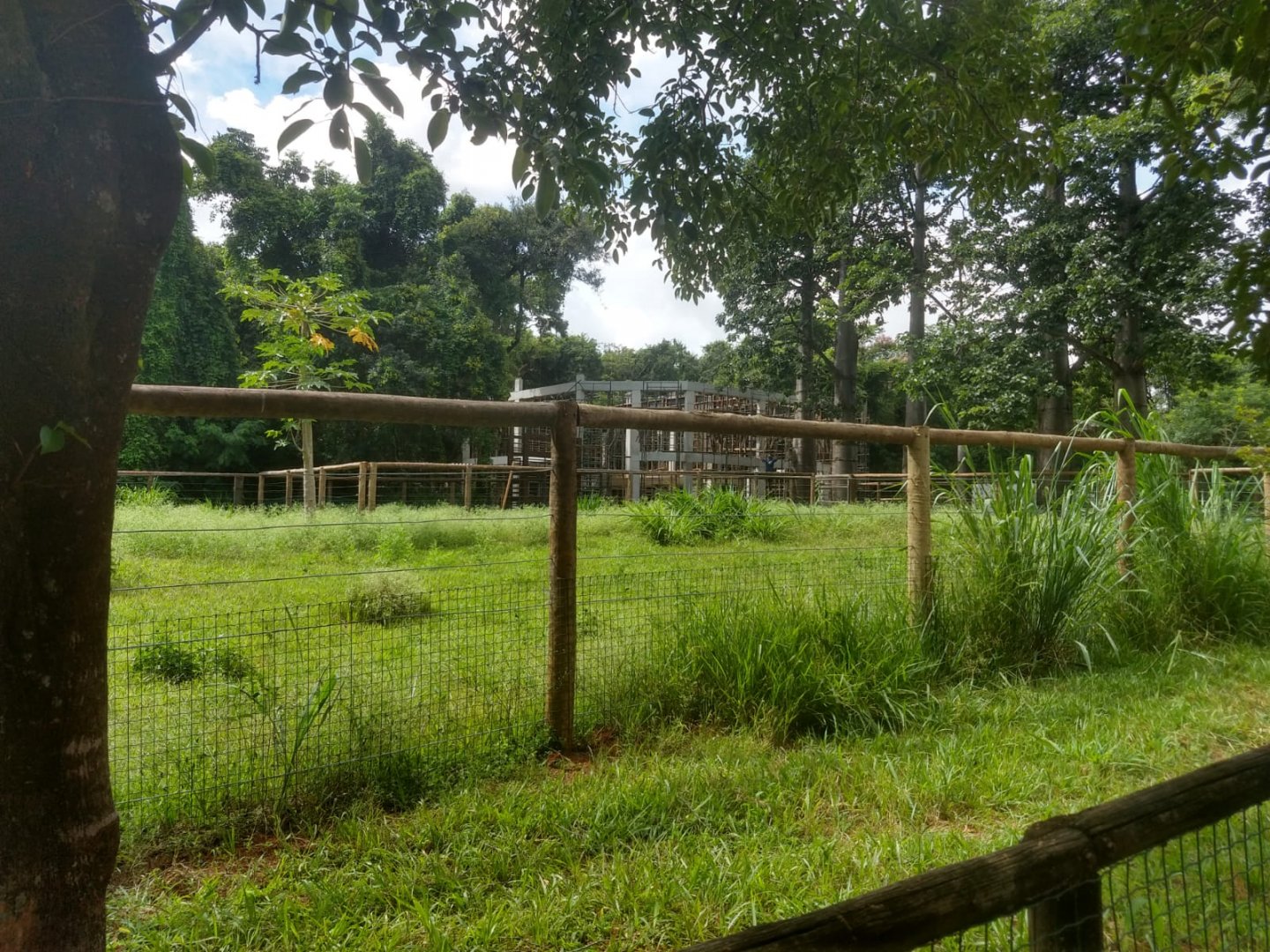 Giraffe paddock under construction - Belo Horizonte zoo
