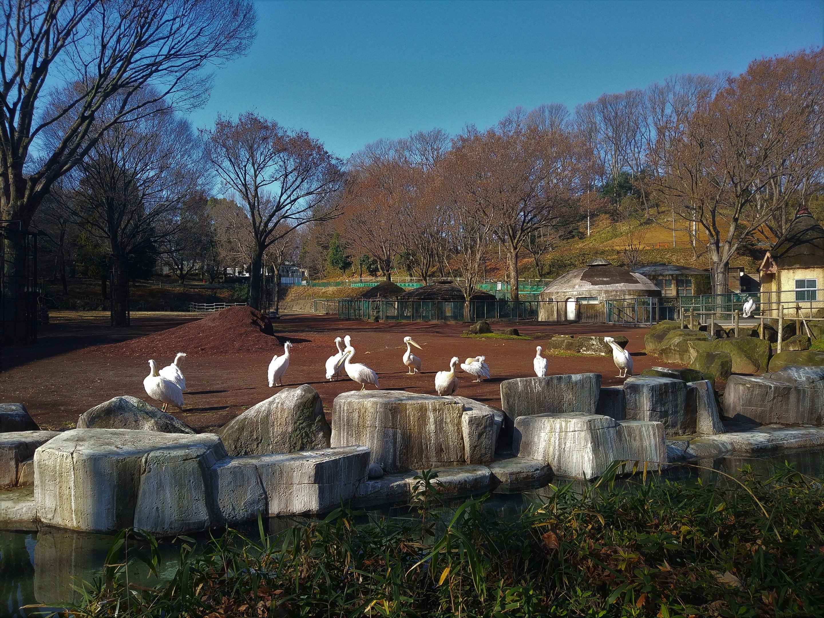 Giraffe Paddock (with pelicans)