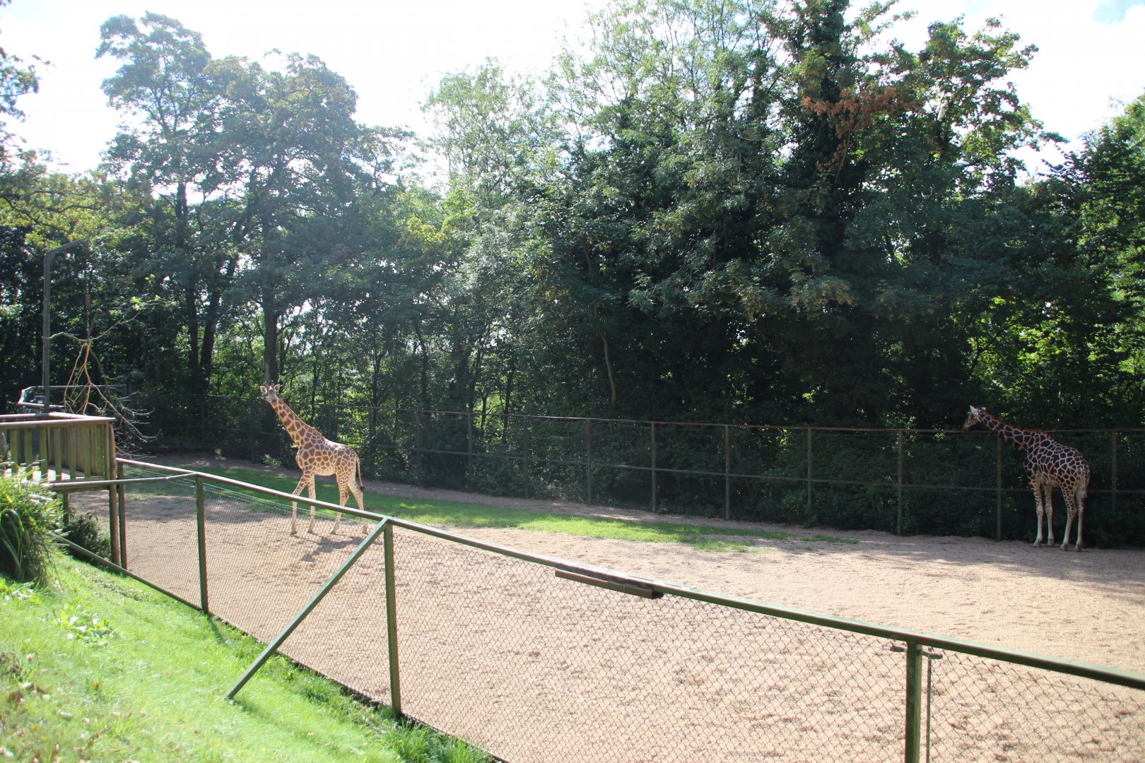 Giraffe Paddock