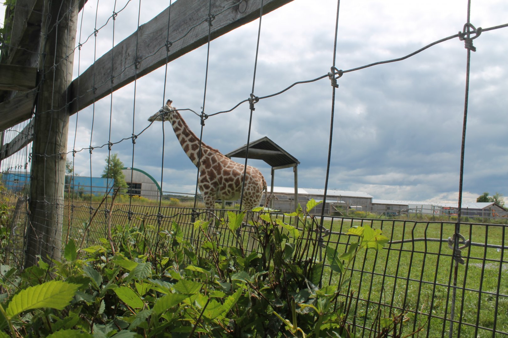 Giraffe paddock