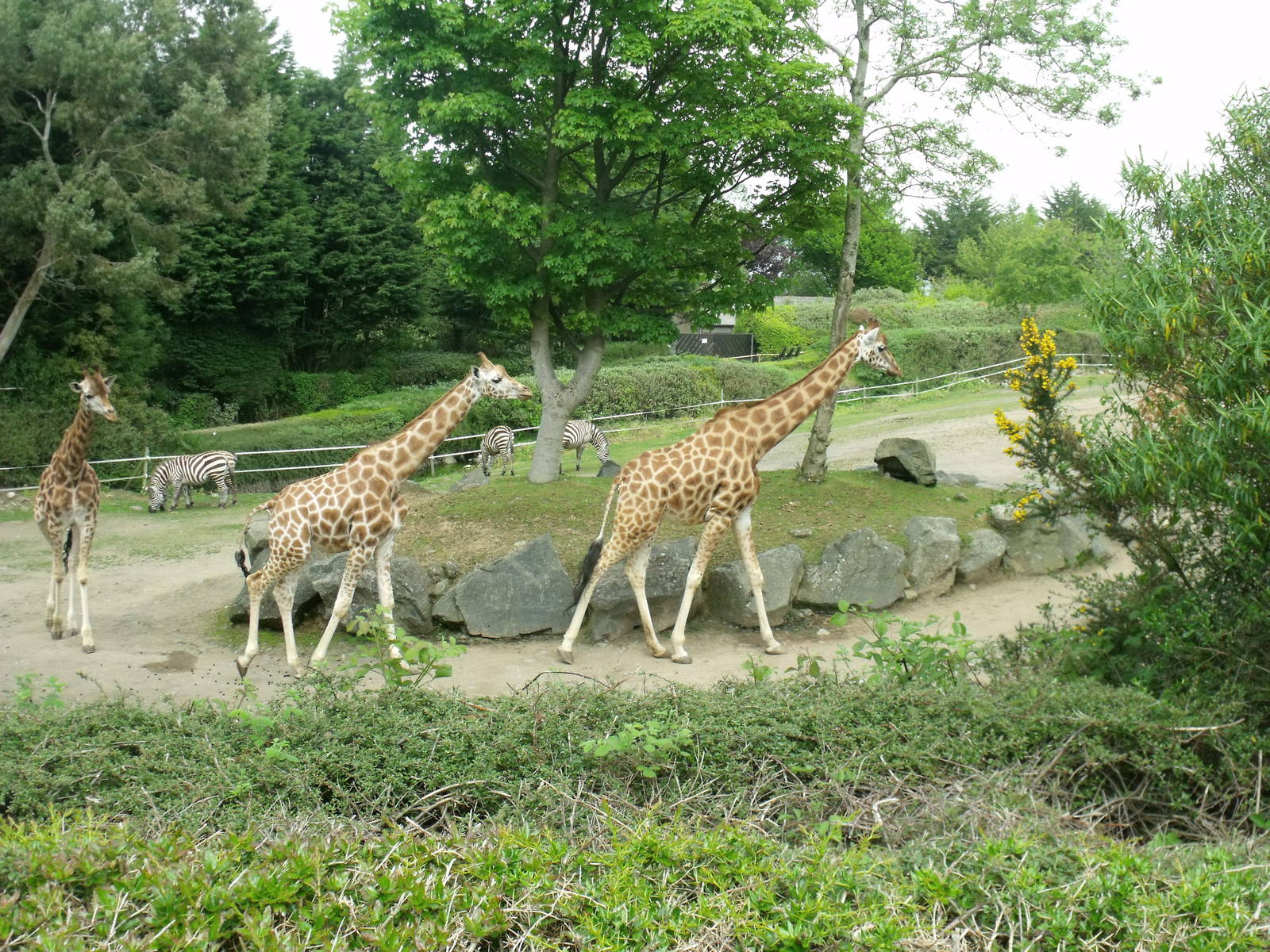 Giraffe Paddock