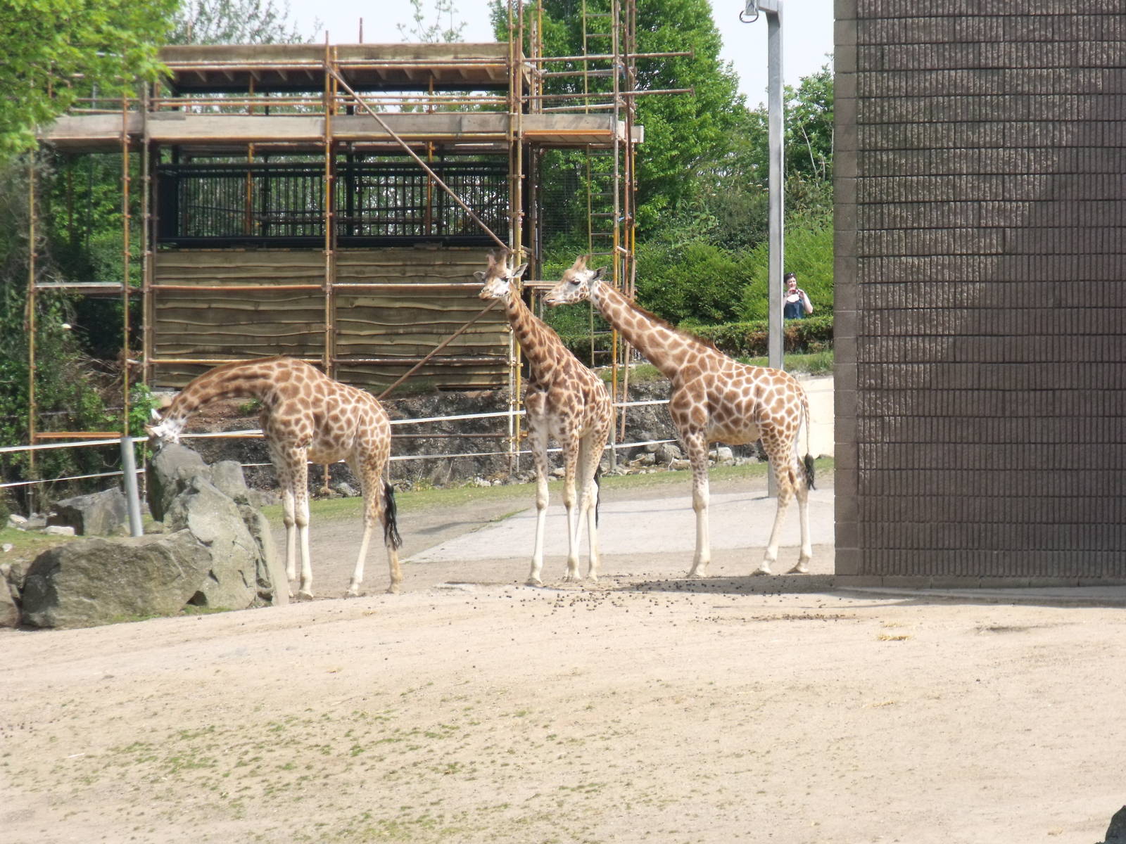Giraffe Paddock