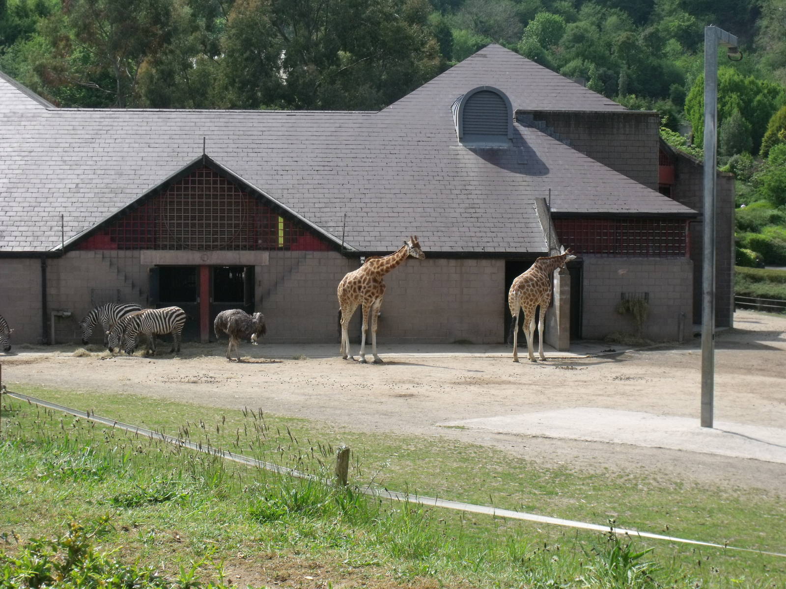 Giraffe Paddock