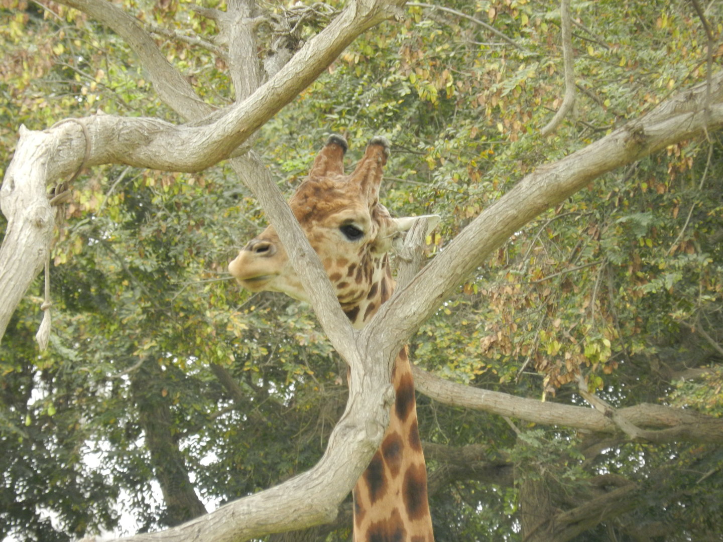 Giraffe - Parque de Las Leyendas