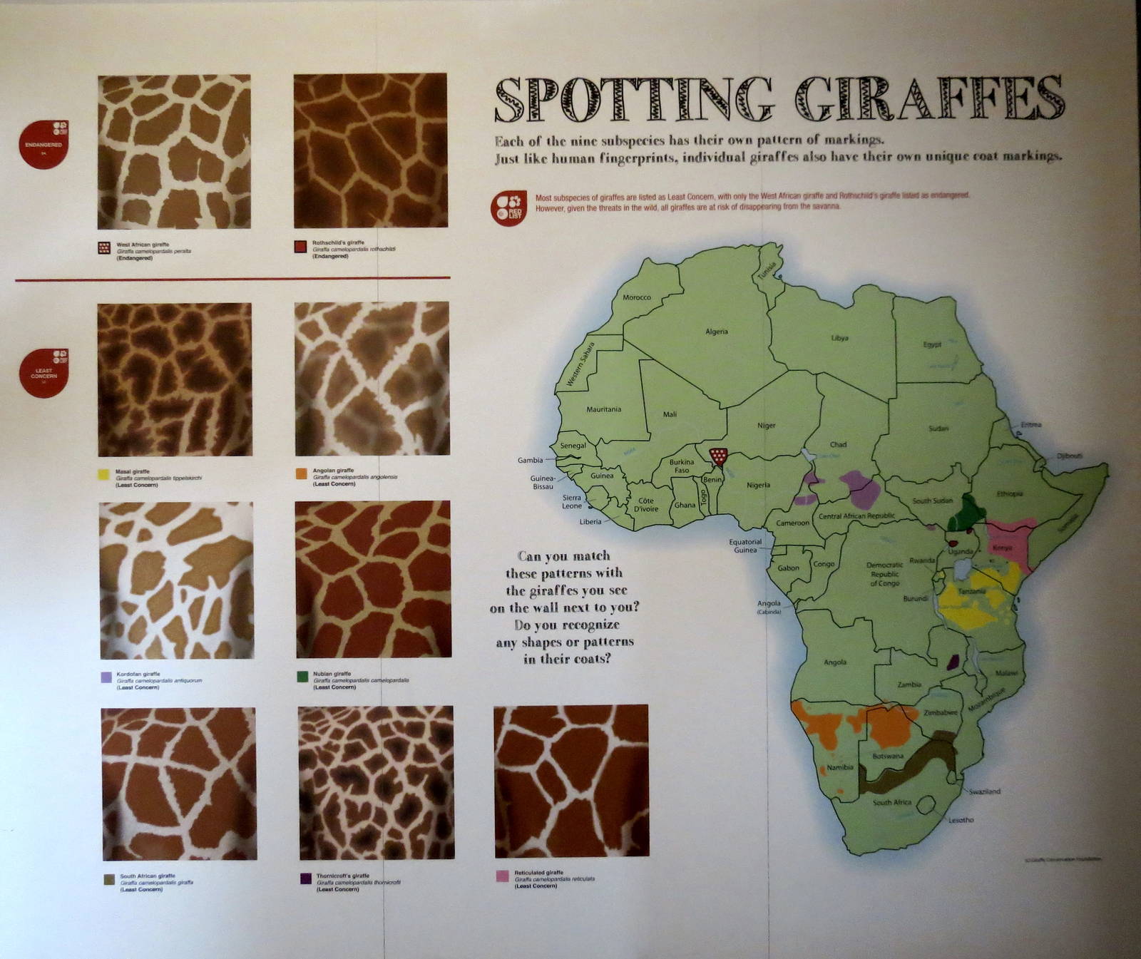 Giraffe Patterns Part 1 of 2