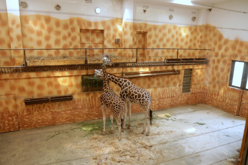 Giraffe Pavillon