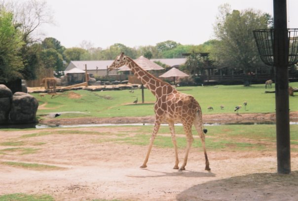 Giraffe Peninsula