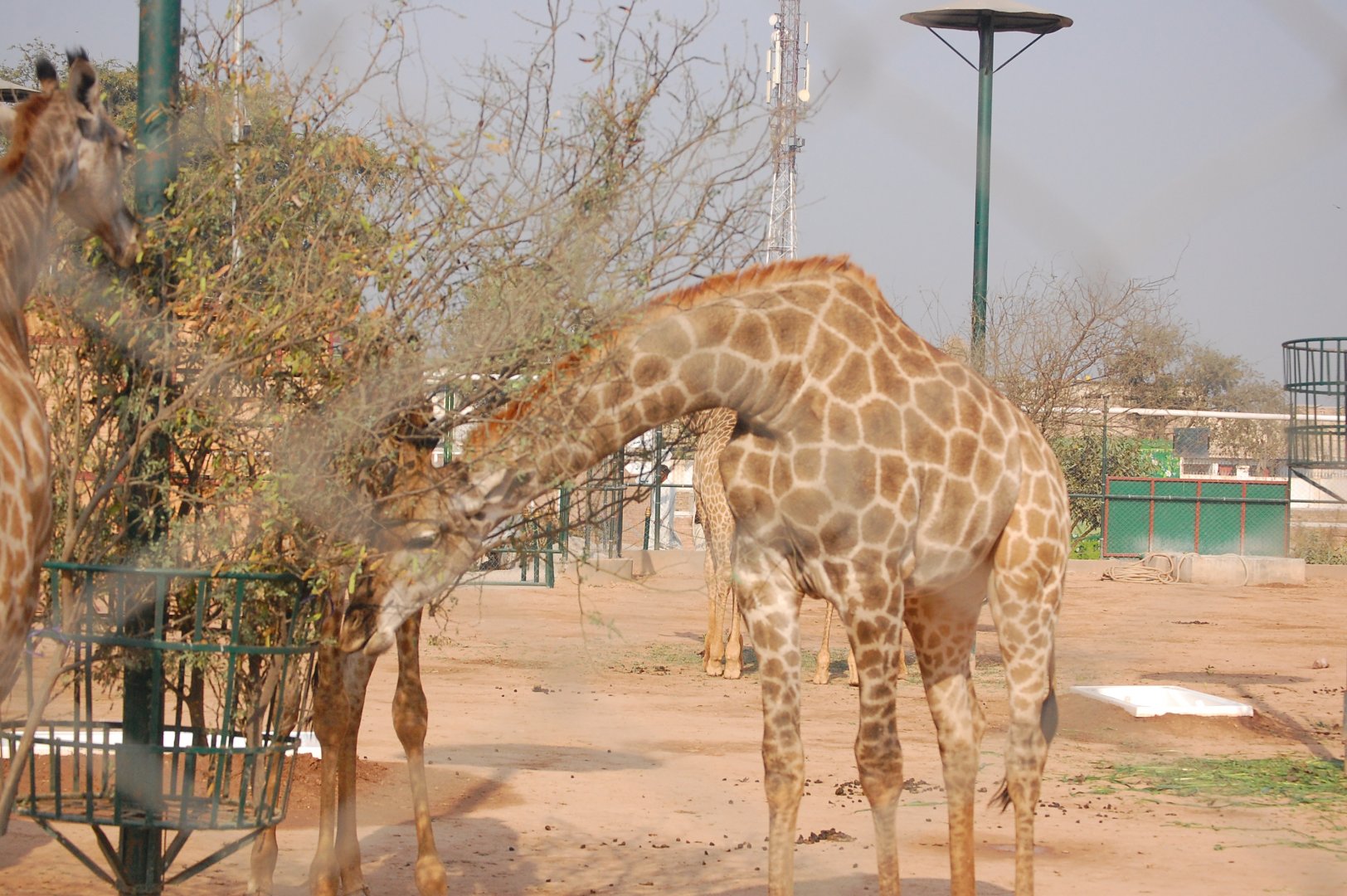 Giraffe - Peshawar zoo 8/12/2018
