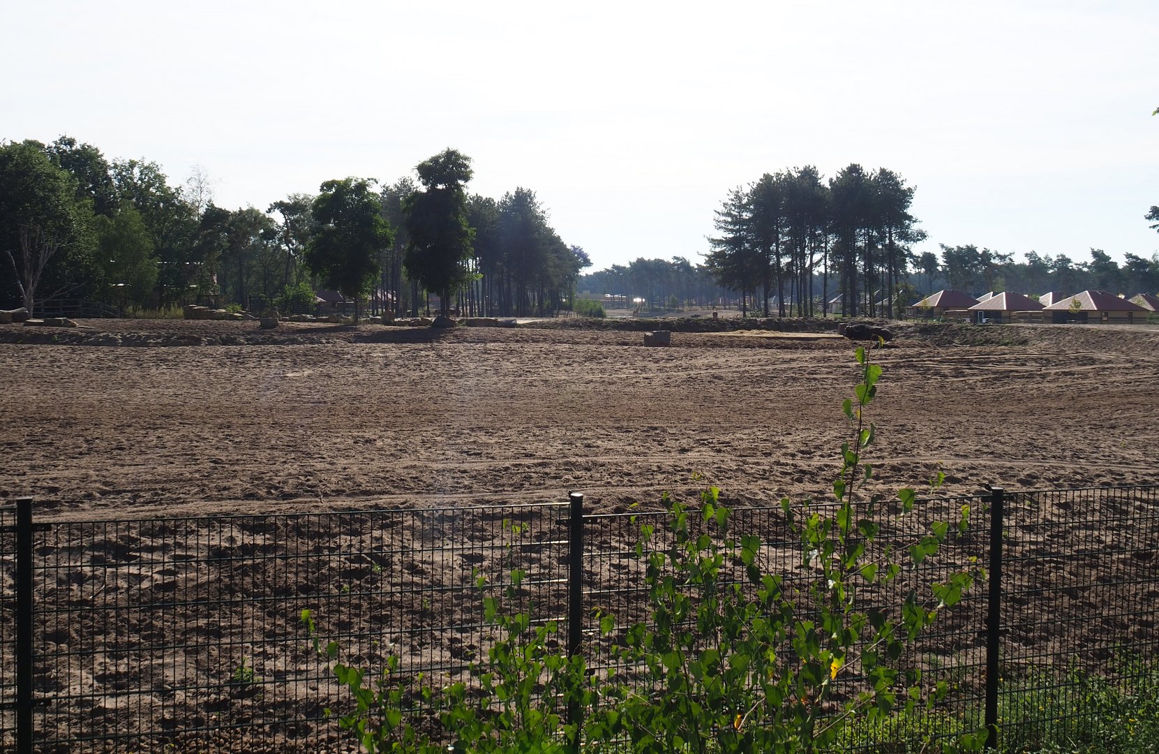 Giraffe plains and Cape buffalo paddock, 2019-09-15