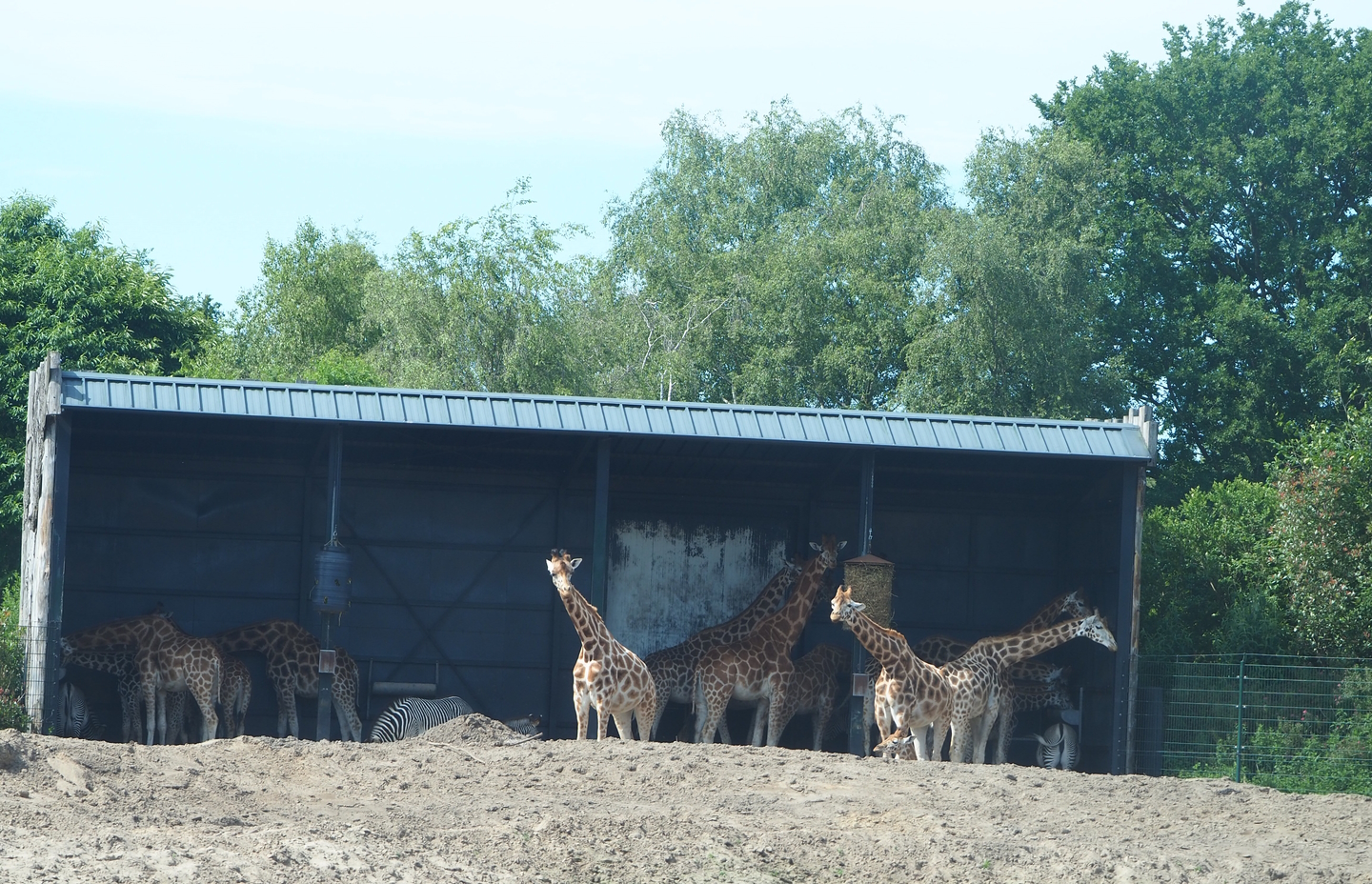 Giraffe plains shelter, 2022-06-12