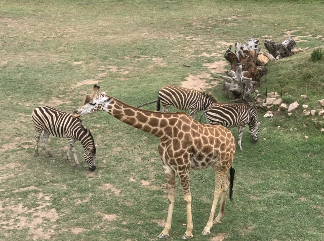 Giraffe & Plains Zebra