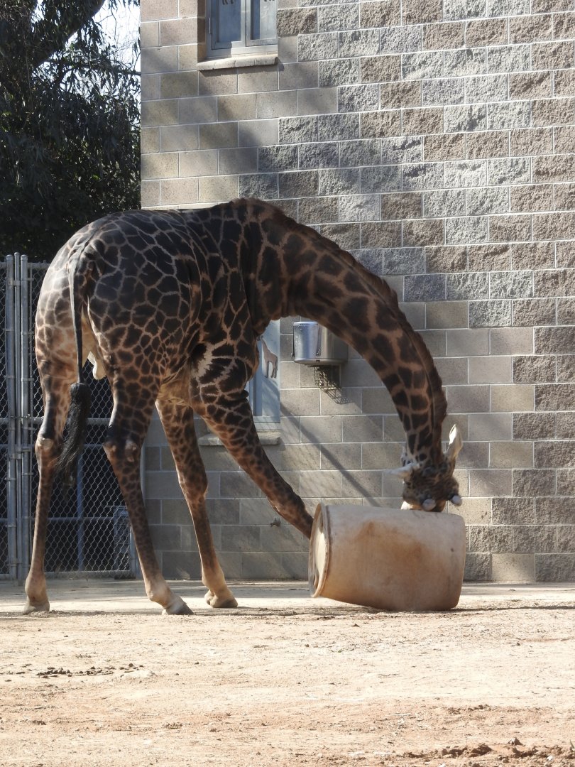 Giraffe Playtime