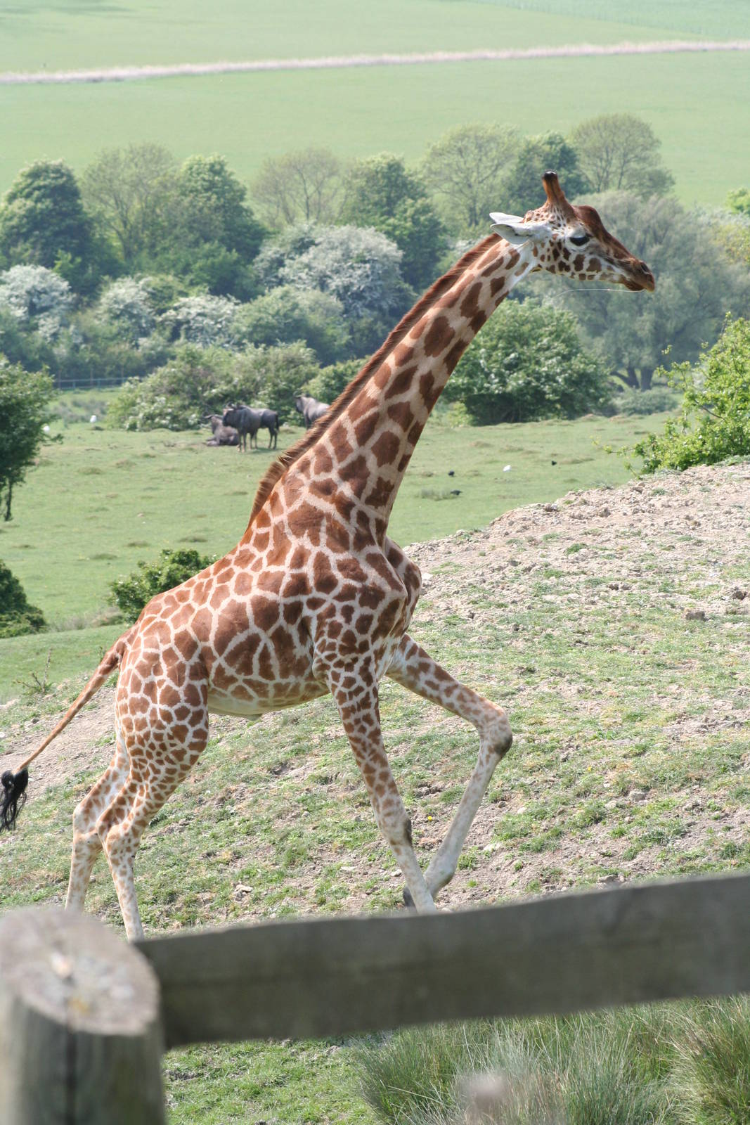 Giraffe @ Port Lympne; 01.05.2011