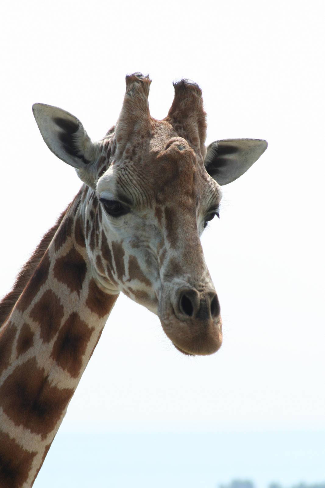 Giraffe @ Port Lympne; 01.05.2011