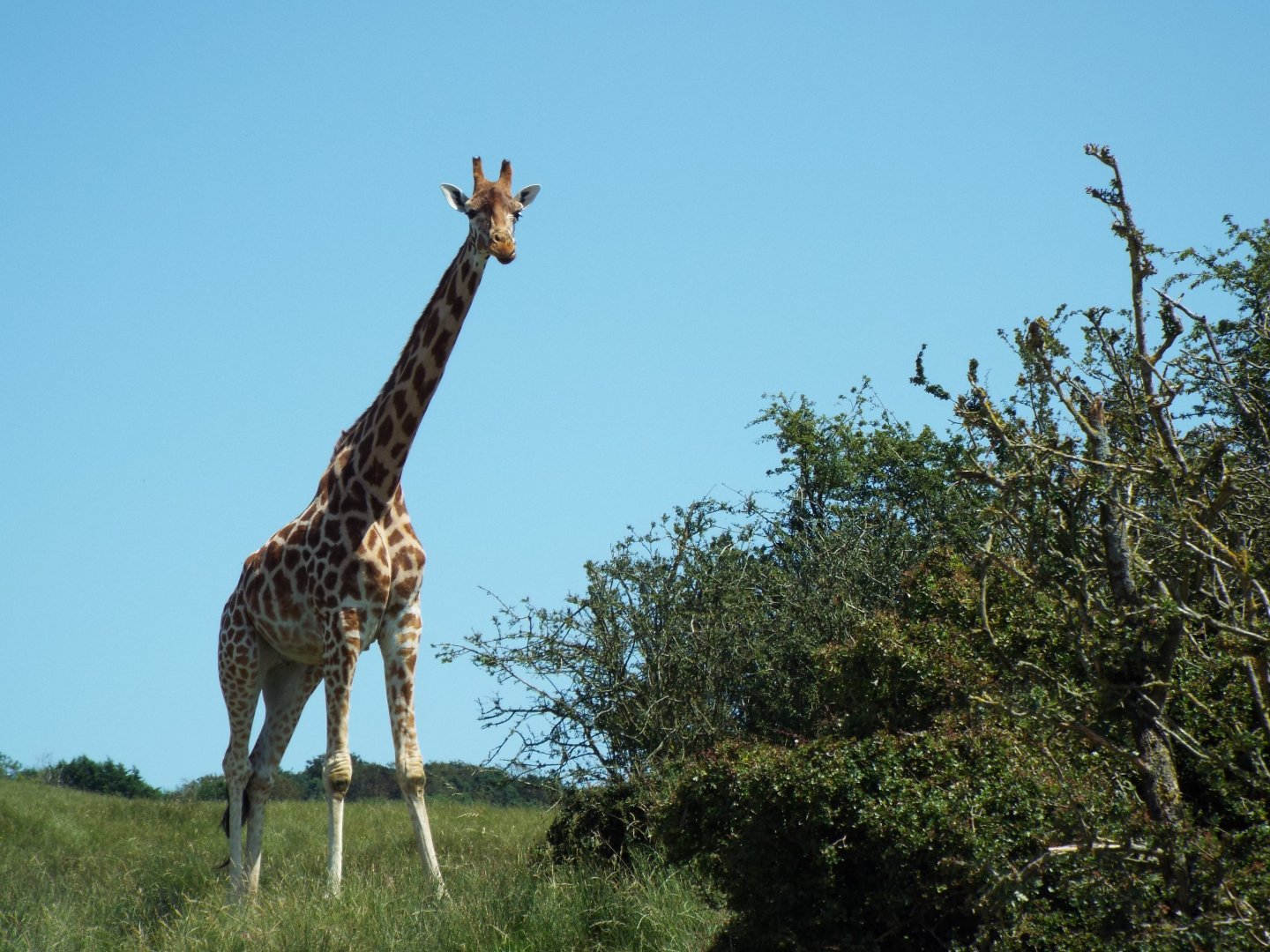 Giraffe - Port Lympne