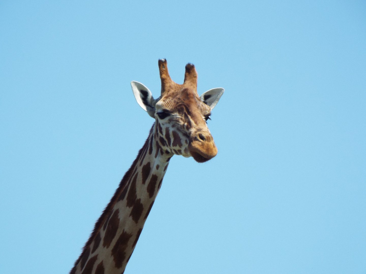 Giraffe - Port Lympne