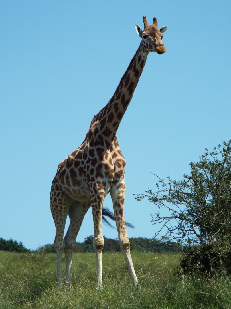 Giraffe - Port Lympne