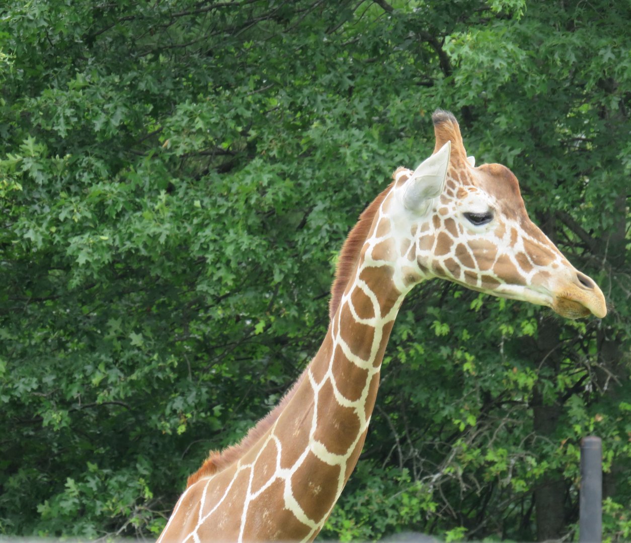 Giraffe (possibly reticulated?)