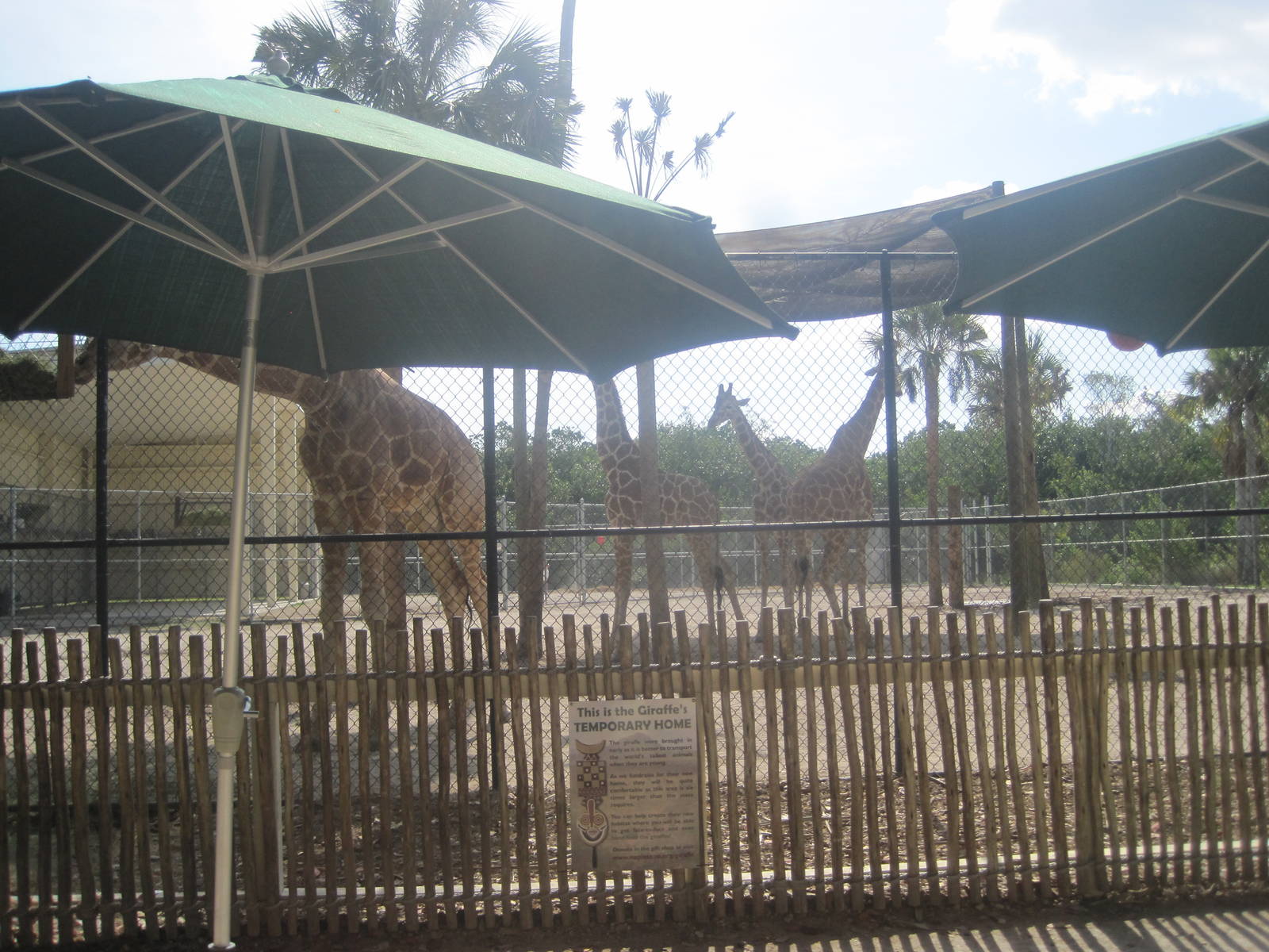 Giraffe Preview Exhibit- Giraffe Exhibit