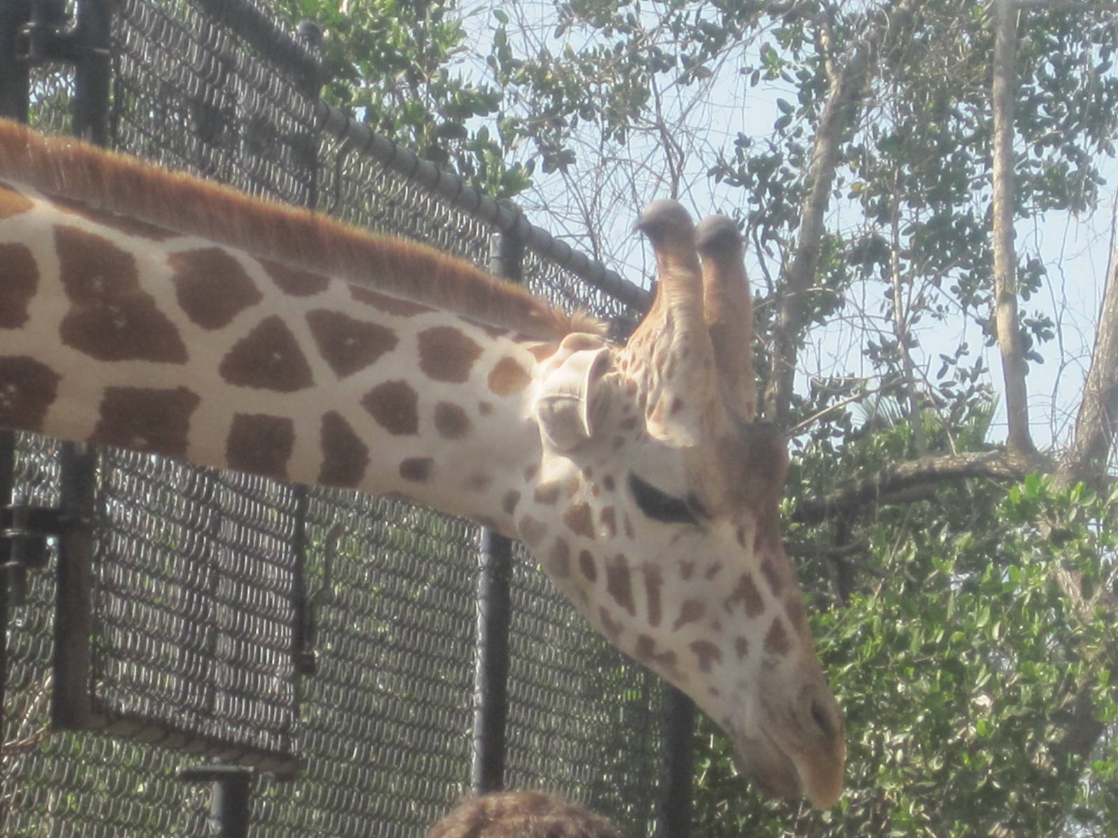 Giraffe Preview Exhibit- Giraffe Feeding