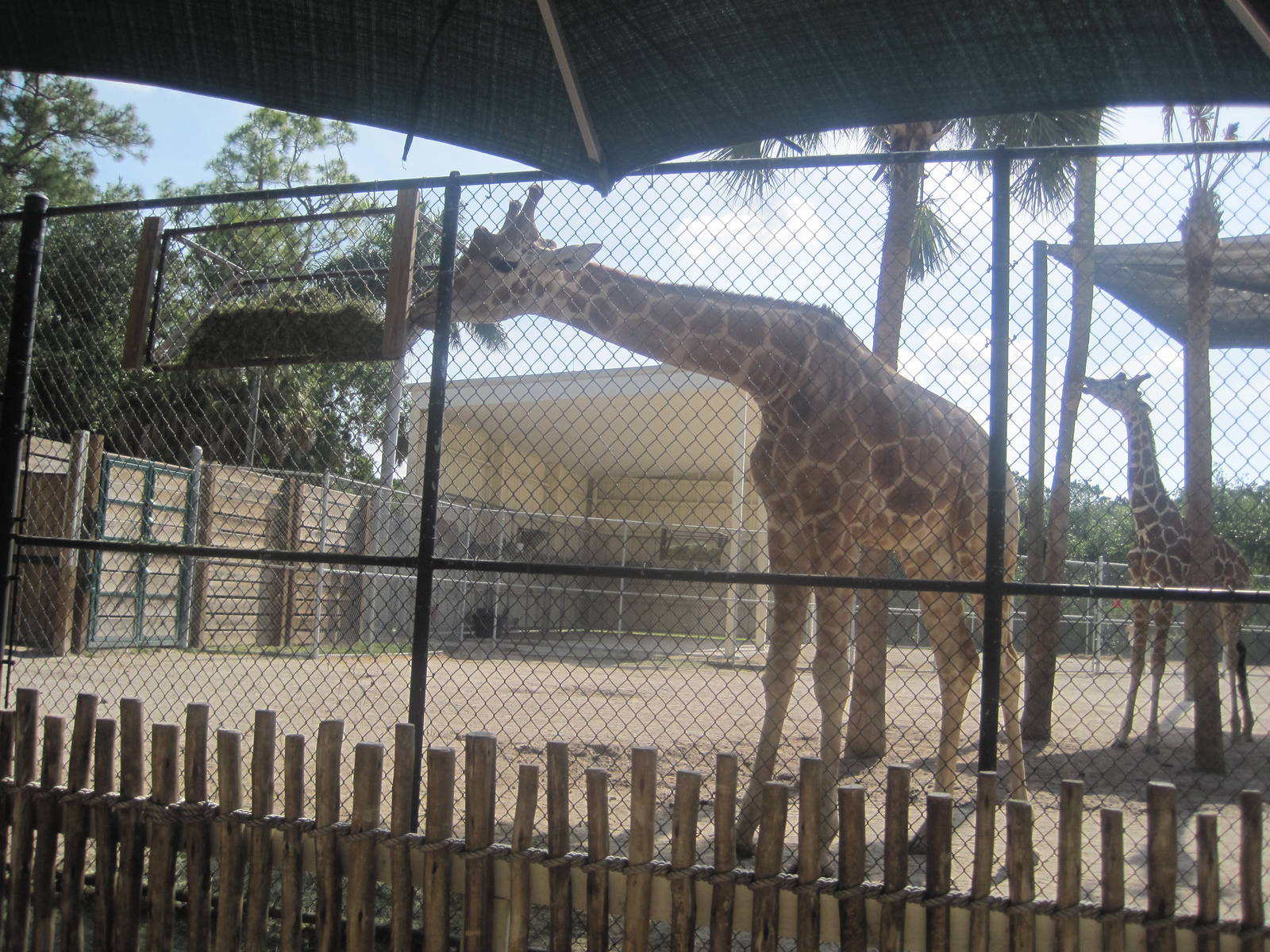 Giraffe Preview Exhibit- Reticulated Giraffes