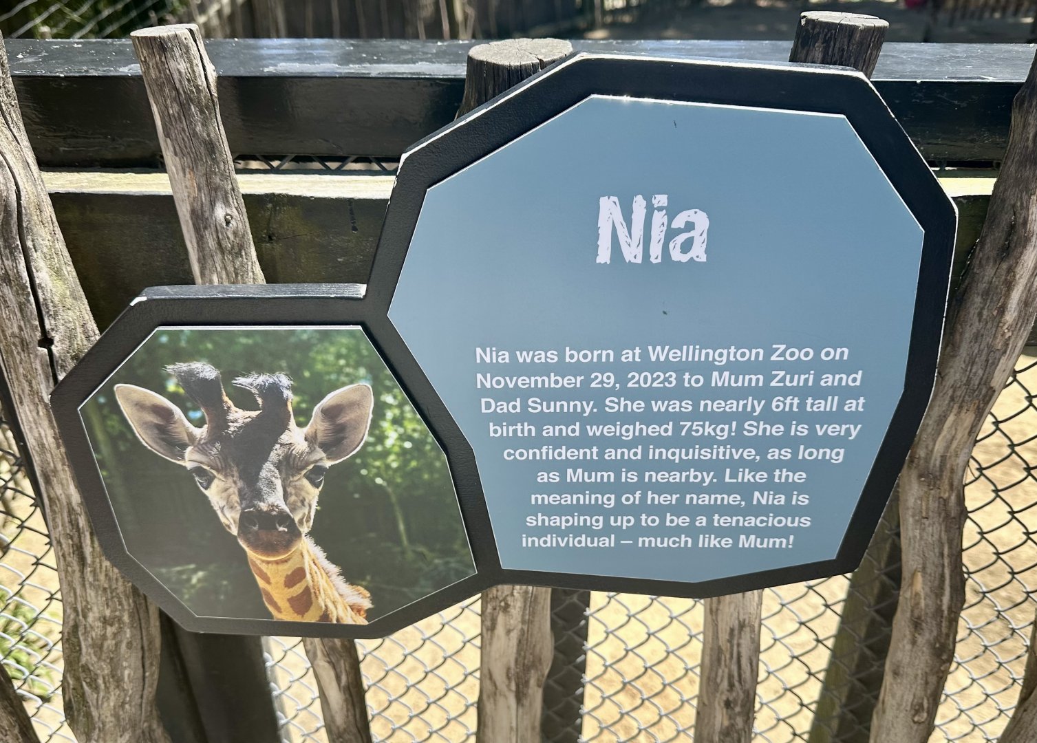 Giraffe Profile (Nia)