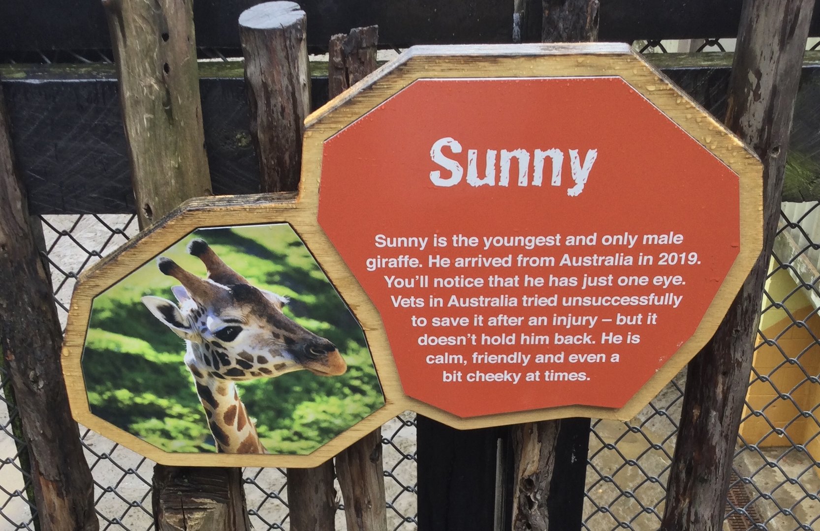 Giraffe Profile - Sunny