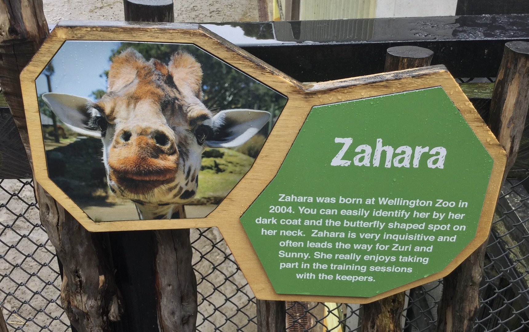 Giraffe Profile - Zahara